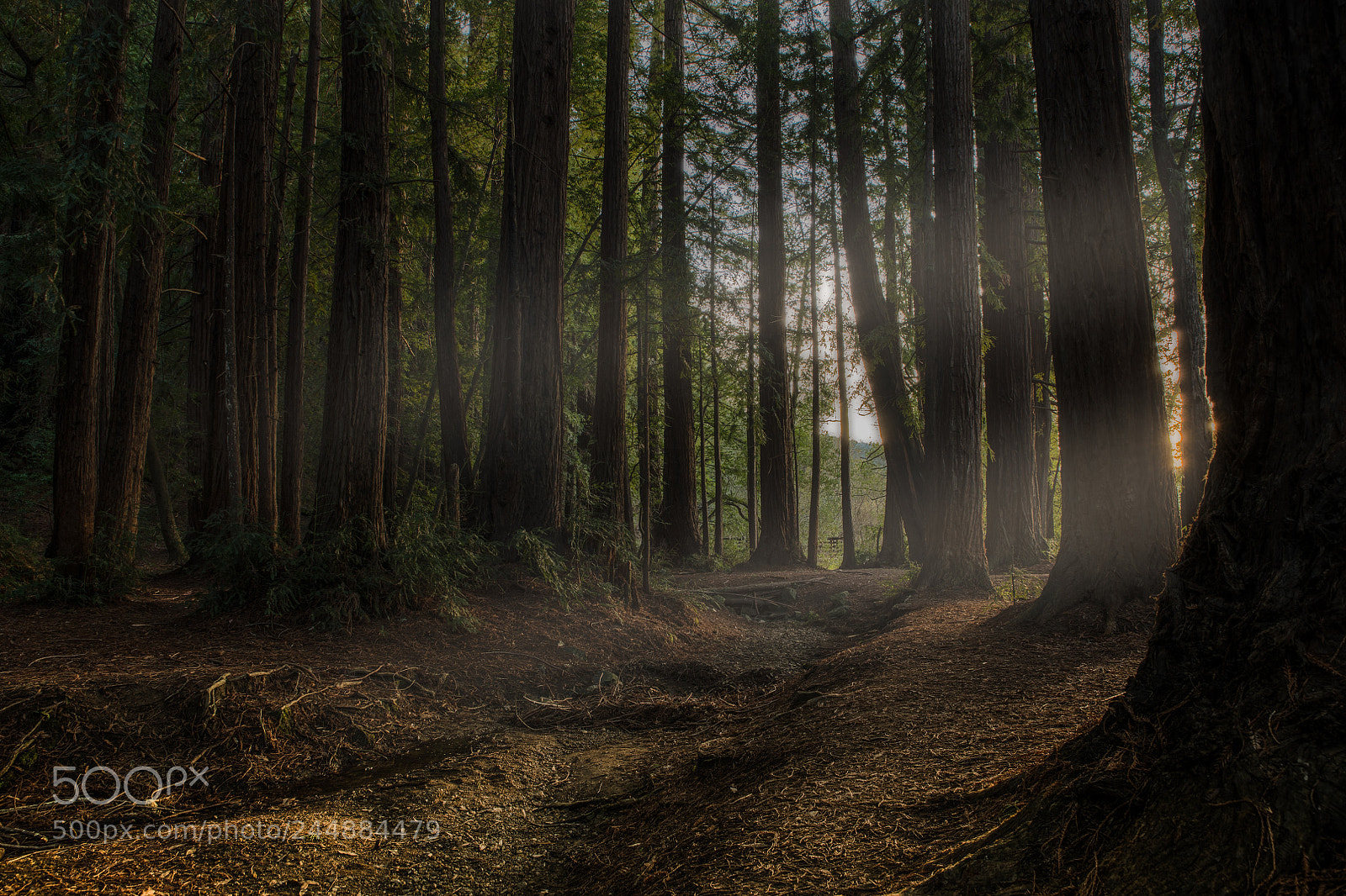 Nikon D850 sample photo. Roy's redwoods photography