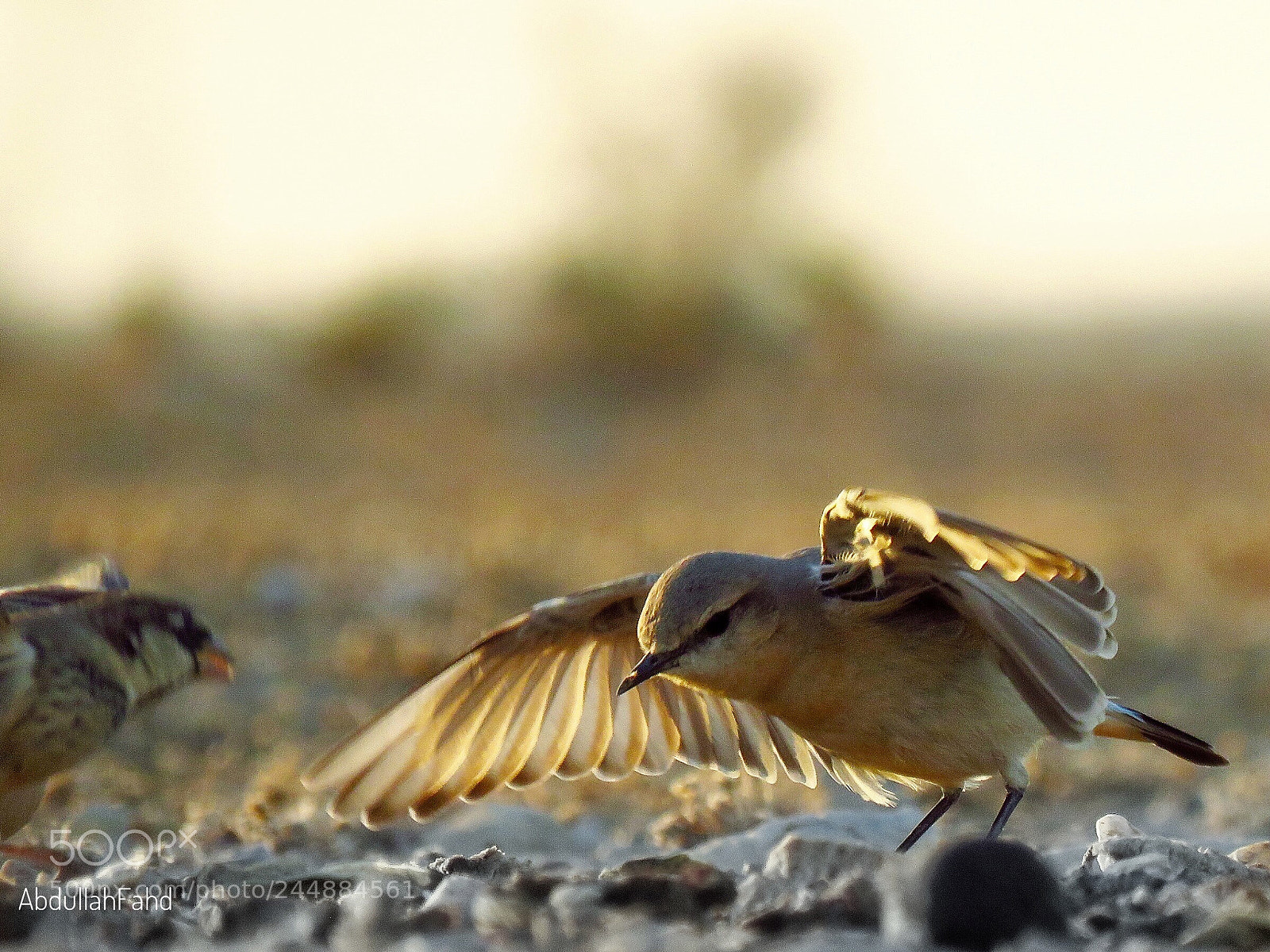 Canon PowerShot SX60 HS sample photo. Isabelline wheatear photography