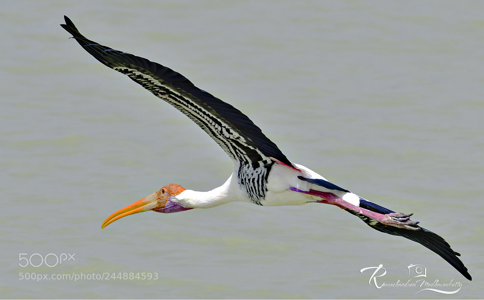 Nikon D500 sample photo. Painted stork - flight photography
