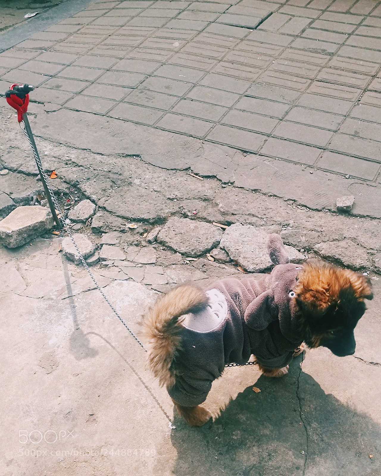 HUAWEI P9 Plus sample photo. Lite dog photography