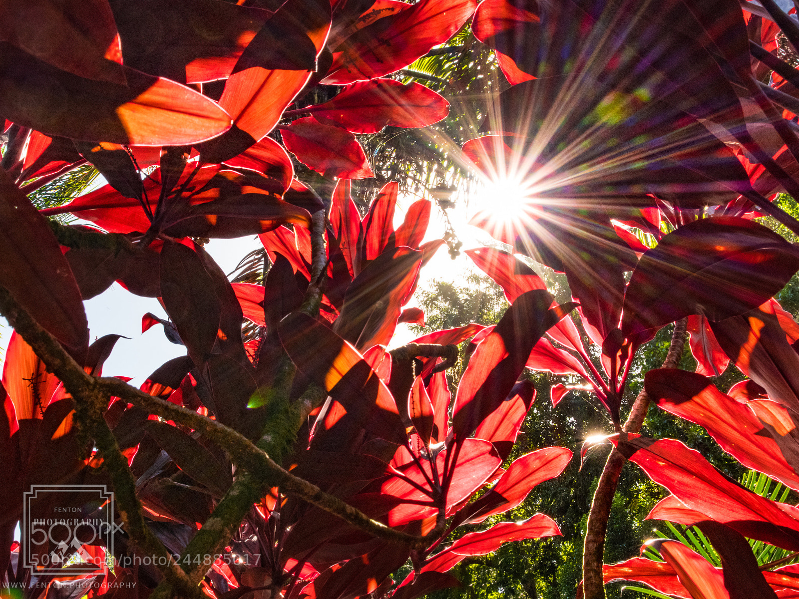Pentax K-1 sample photo. Botanical sunflare photography