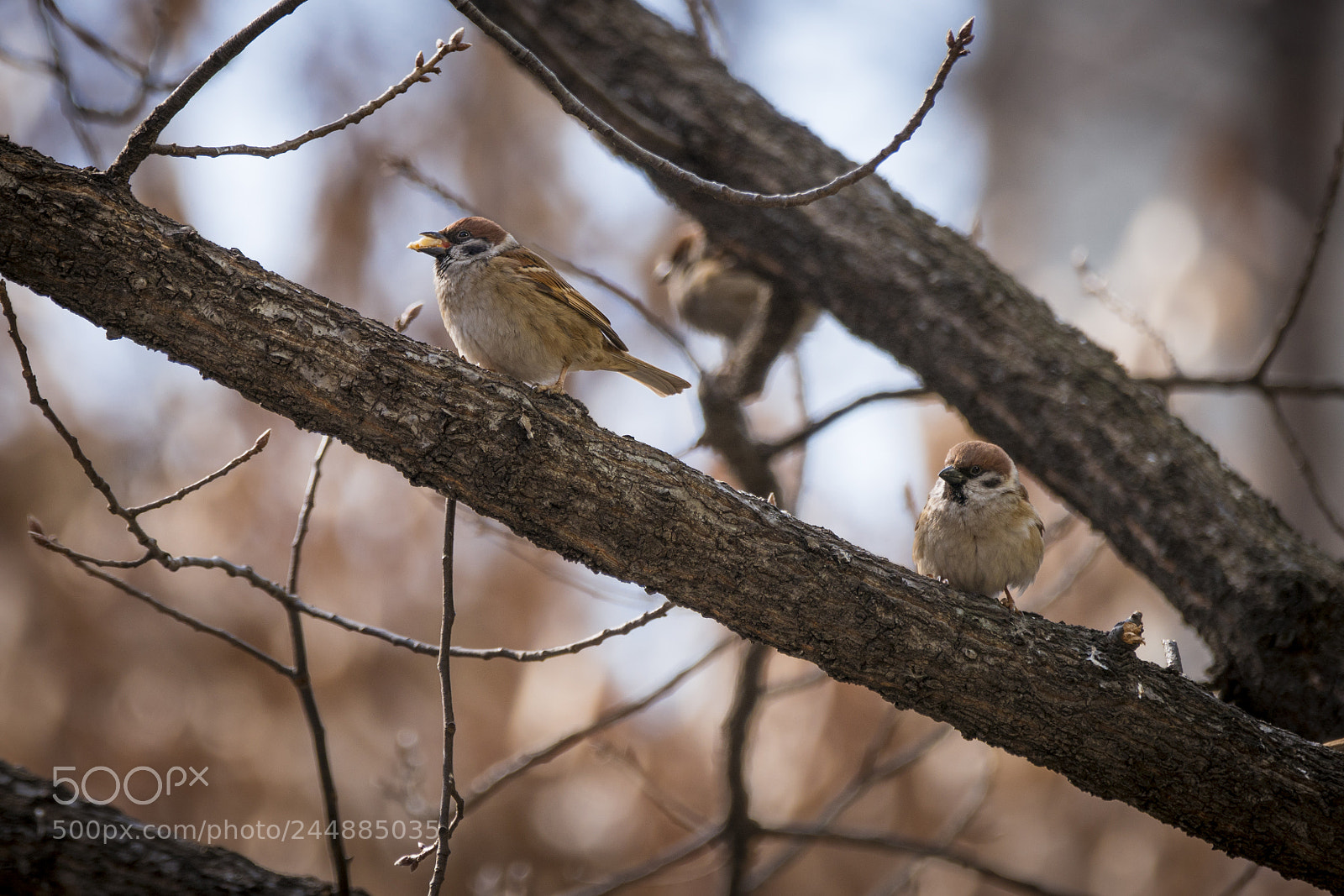 Sony a7R II sample photo. Birds in winter photography