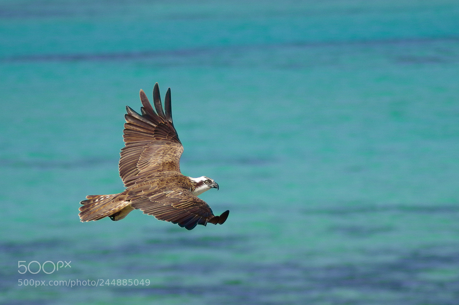Pentax K-S2 sample photo. In flight bird photography