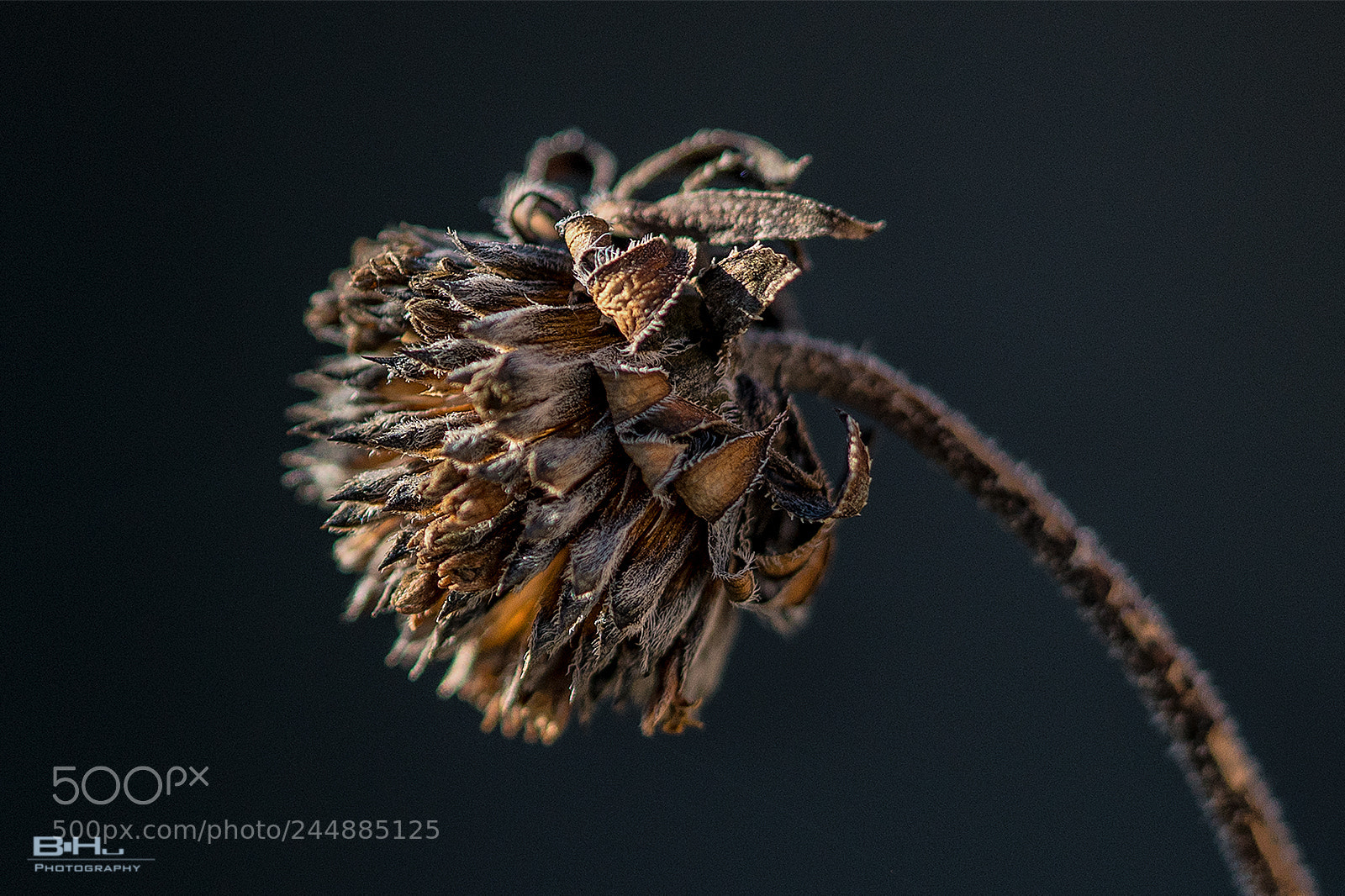 Sony a7R II sample photo. Herbstreste photography