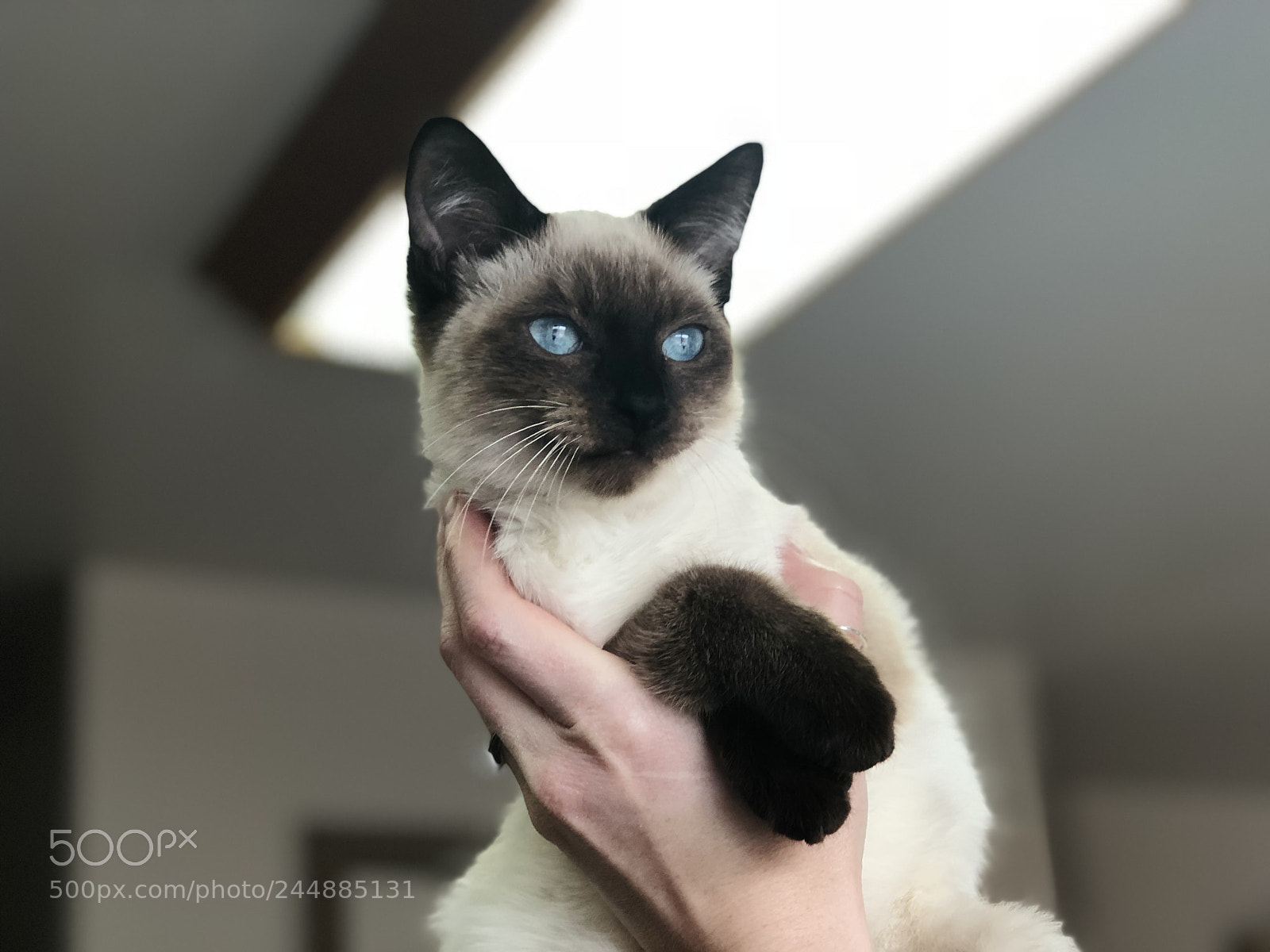 Apple iPhone 8 Plus sample photo. Untitled photography
