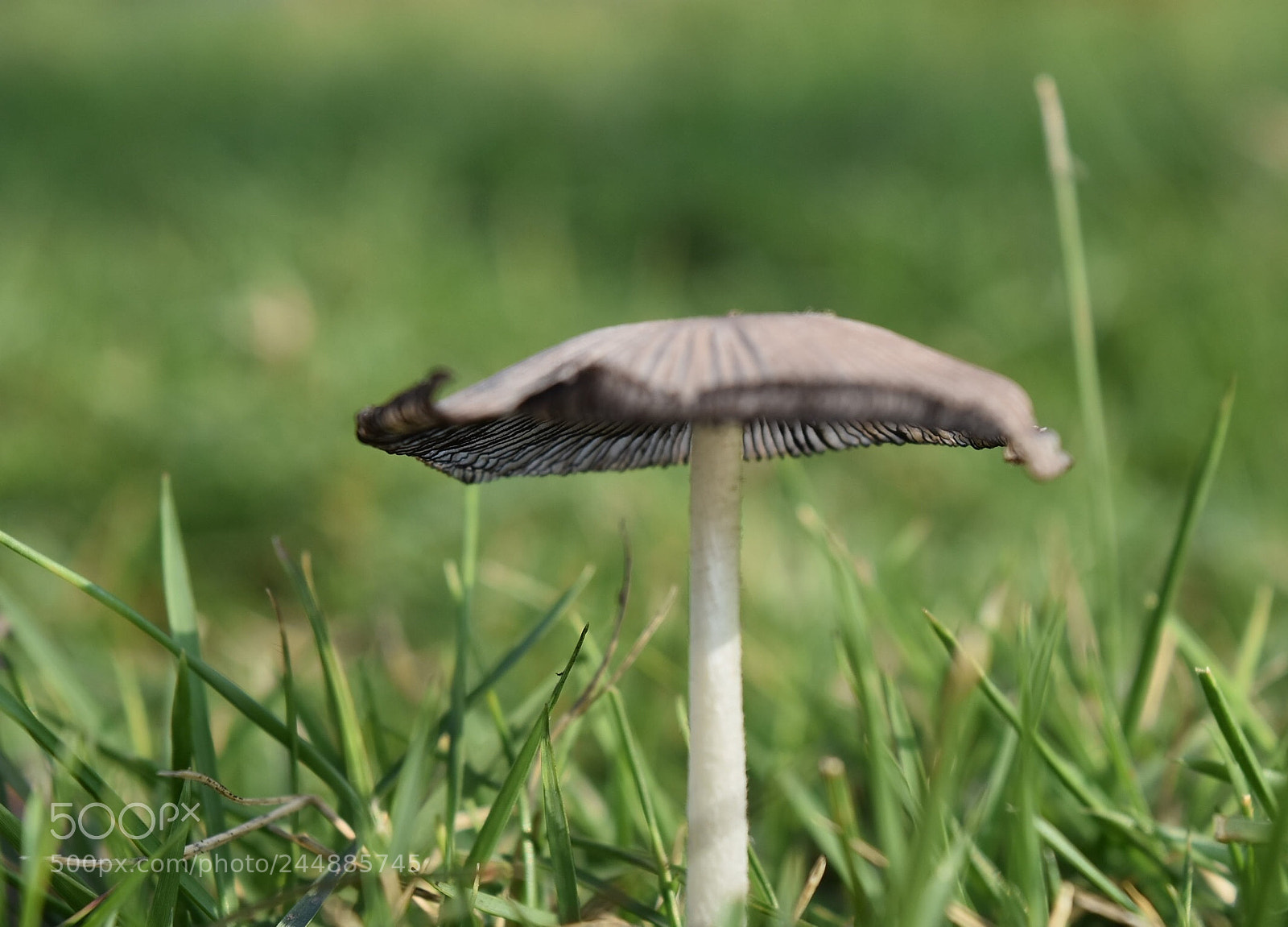 Nikon D7200 sample photo. Untitled photography