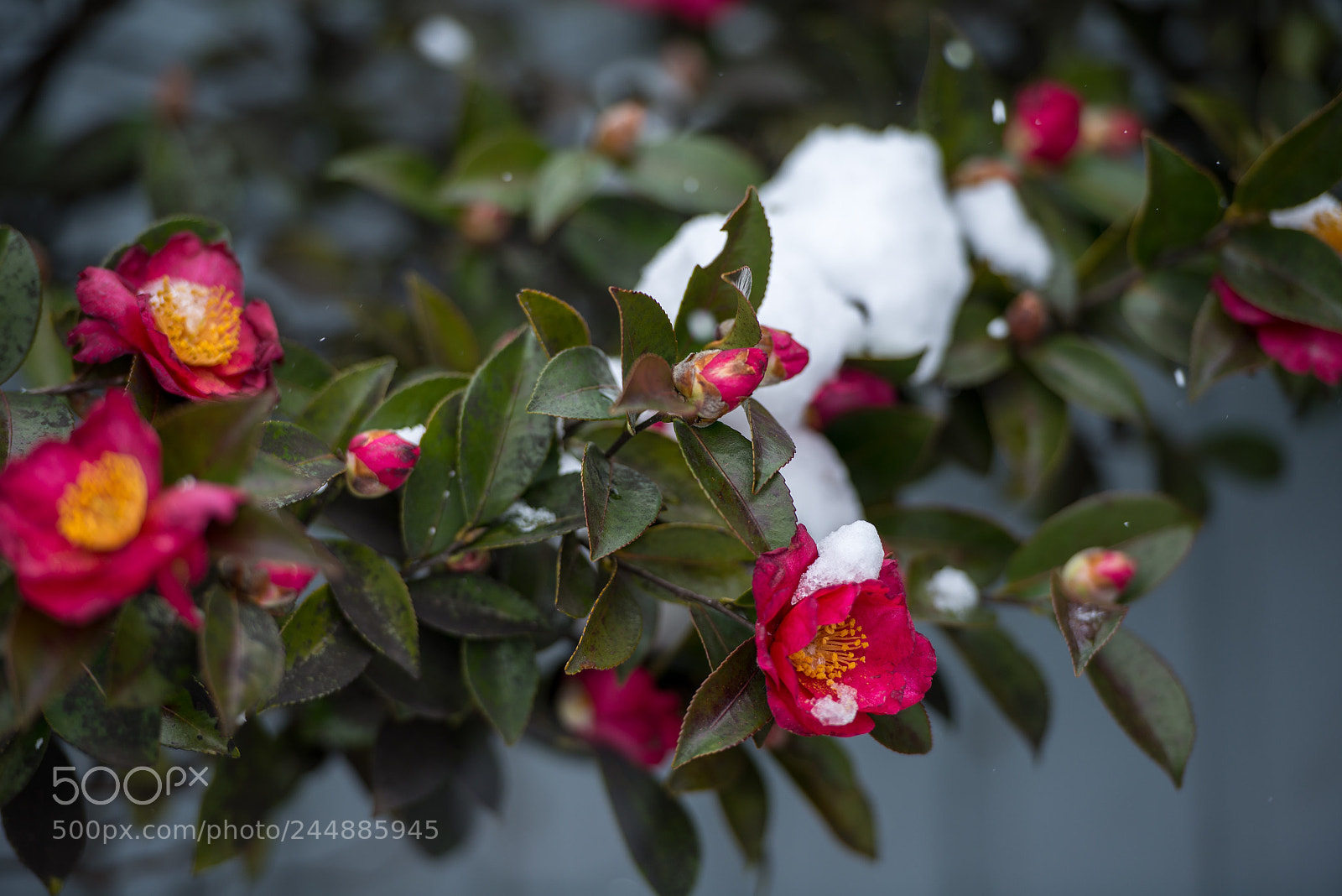 Nikon D600 sample photo. Tsubaki photography