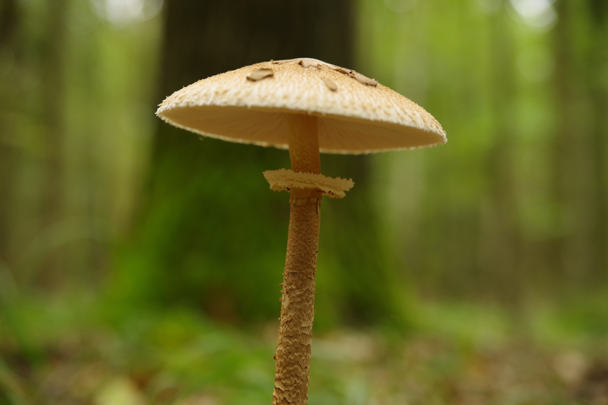 Pentax K-1 sample photo. Macrolepiota photography