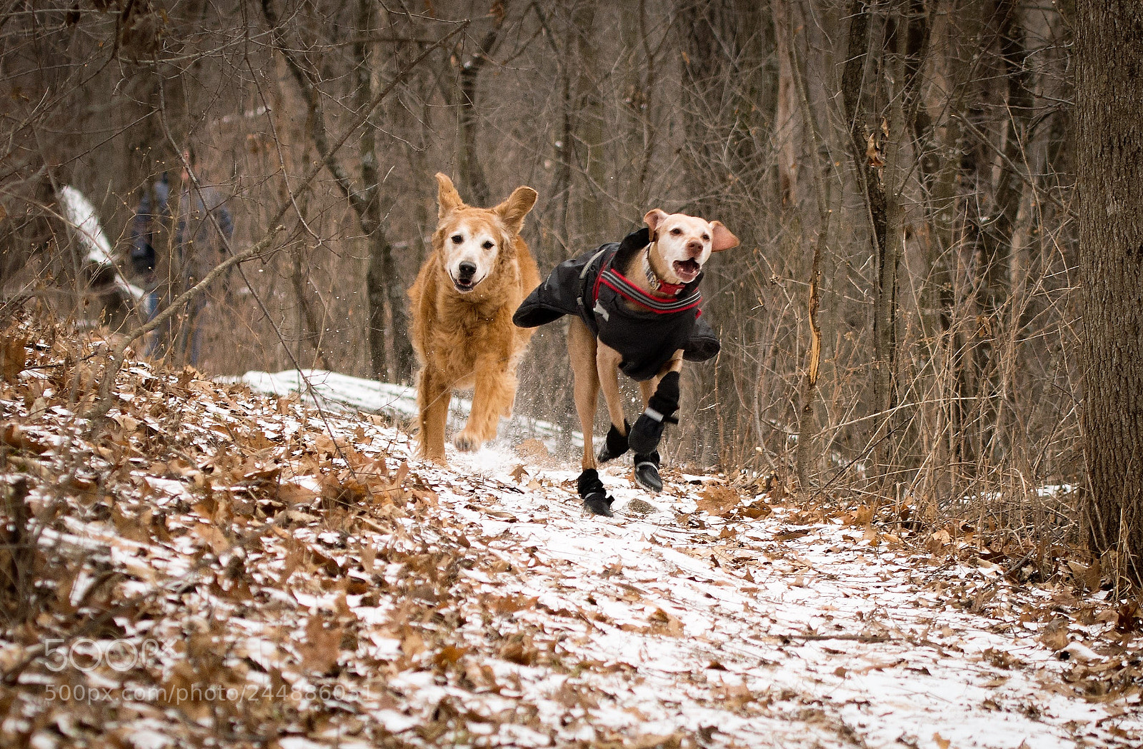 Nikon D7100 sample photo. Side by side photography