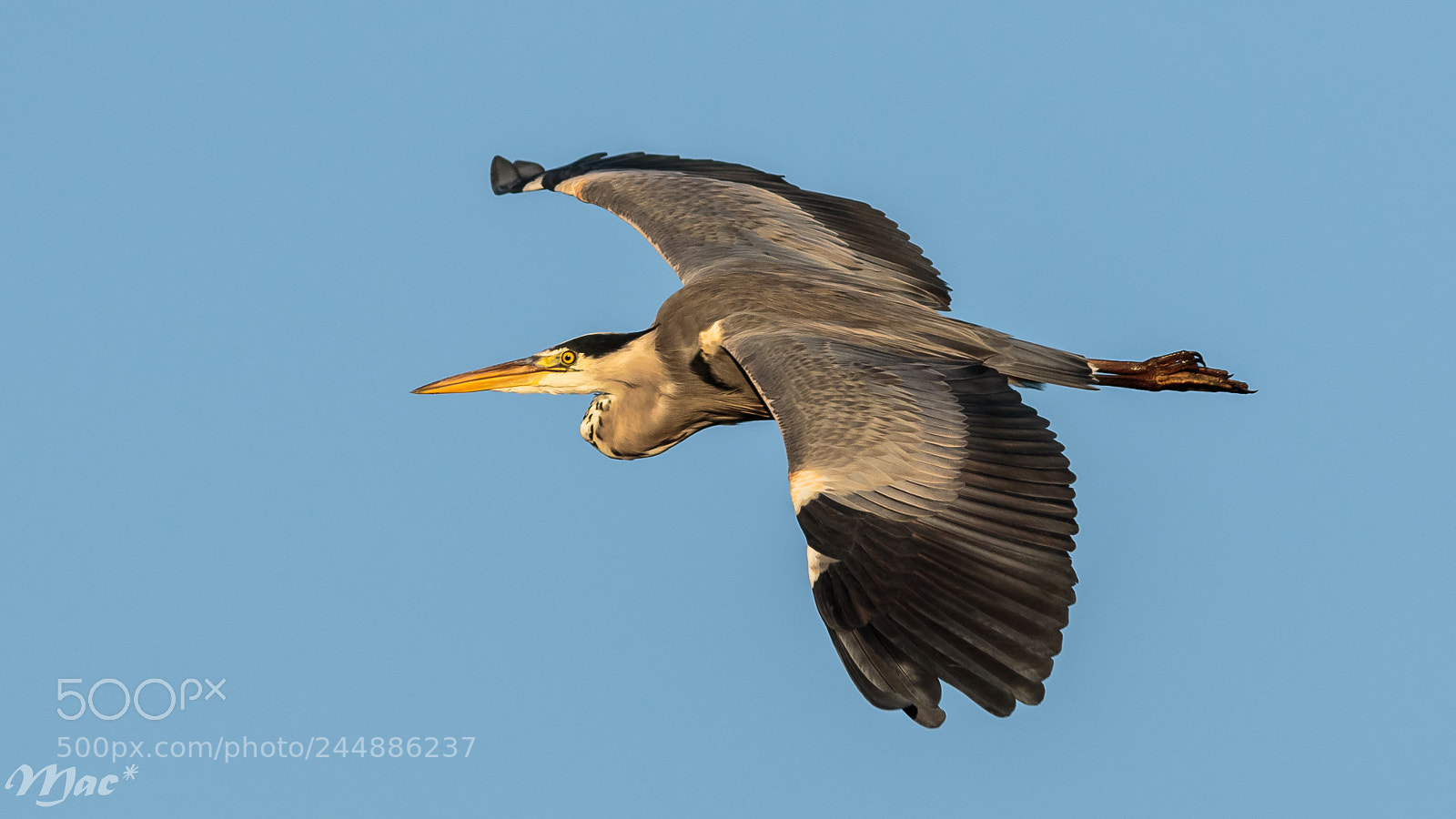 Canon EOS 7D Mark II sample photo. Heron in morning light photography
