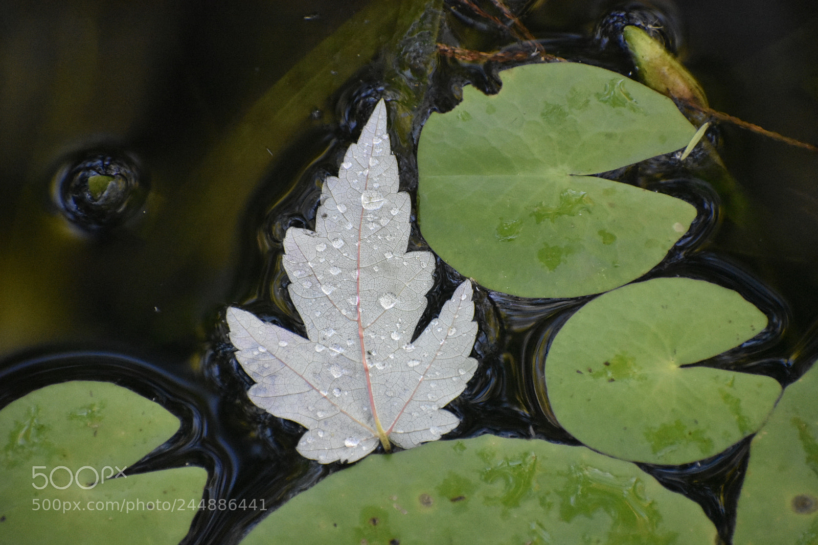 Nikon D3400 sample photo. Leaf in peace photography