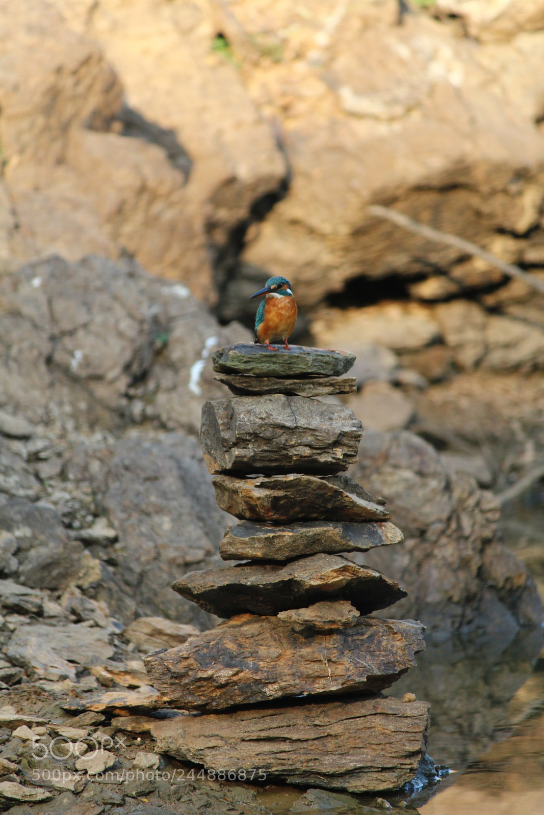 Canon EF-S 55-250mm F4-5.6 IS II sample photo. I'm the king of photography