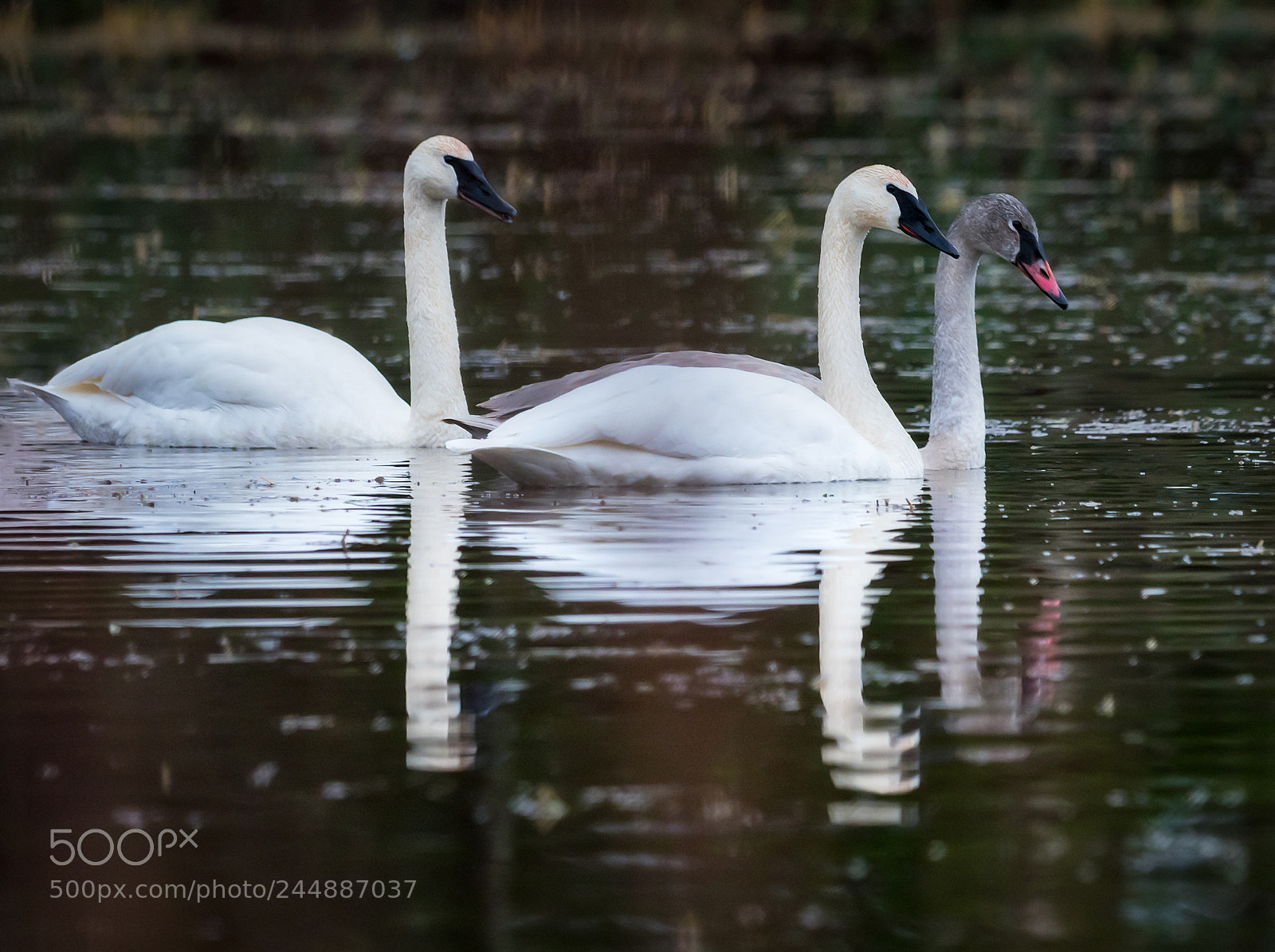Olympus OM-D E-M1 Mark II sample photo. Reflected trio photography