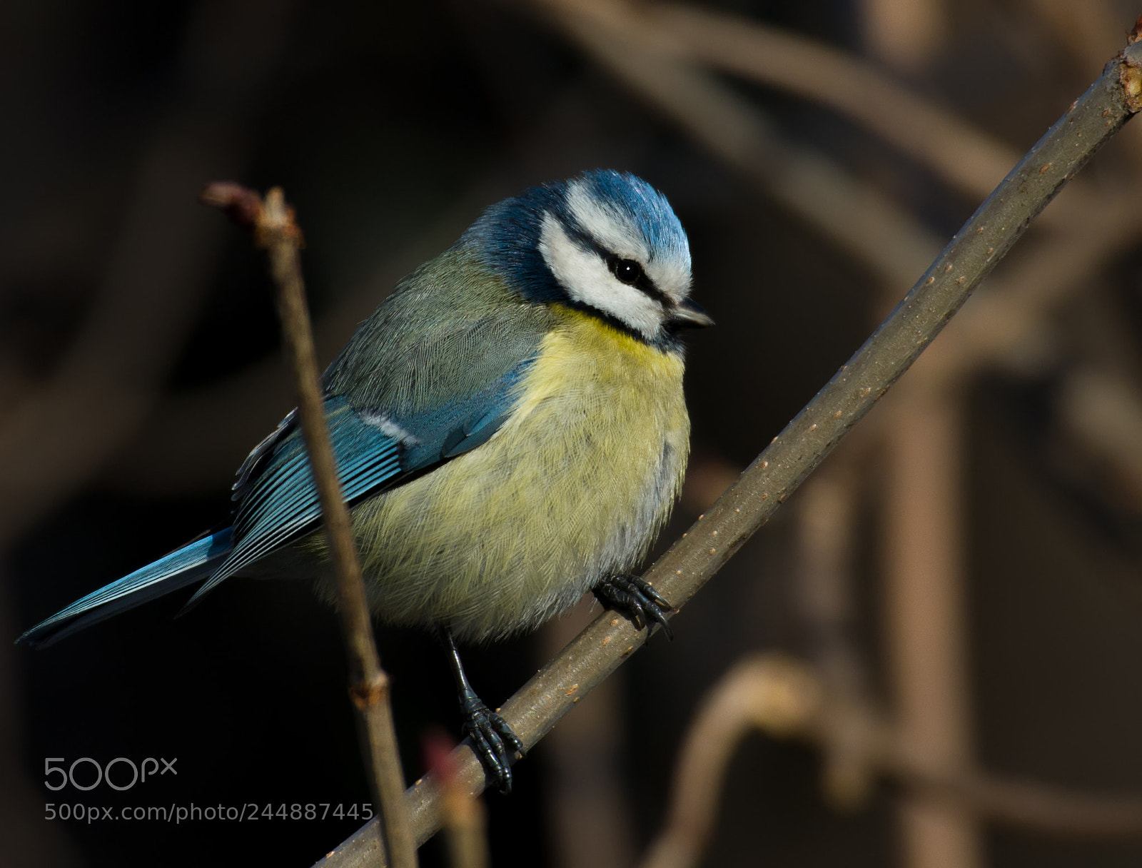 Nikon 1 J5 sample photo. Blue tit photography