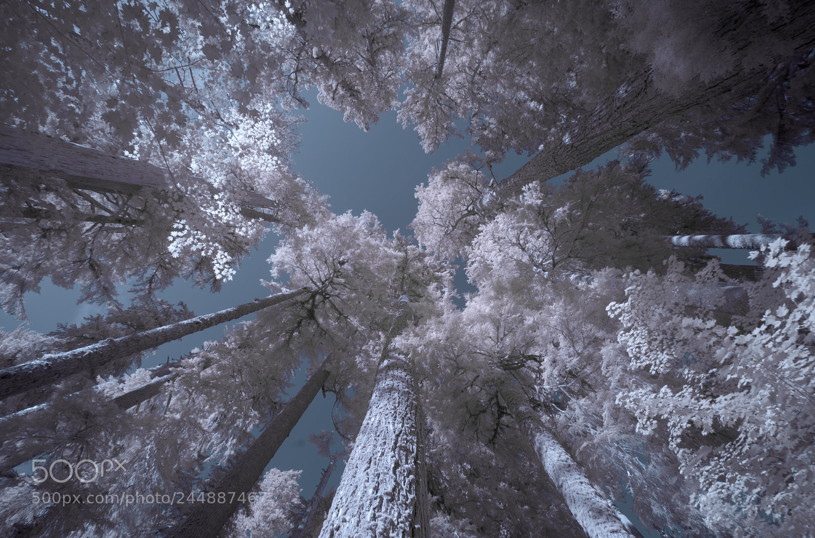 Sony a7R sample photo. Olympic national park photography