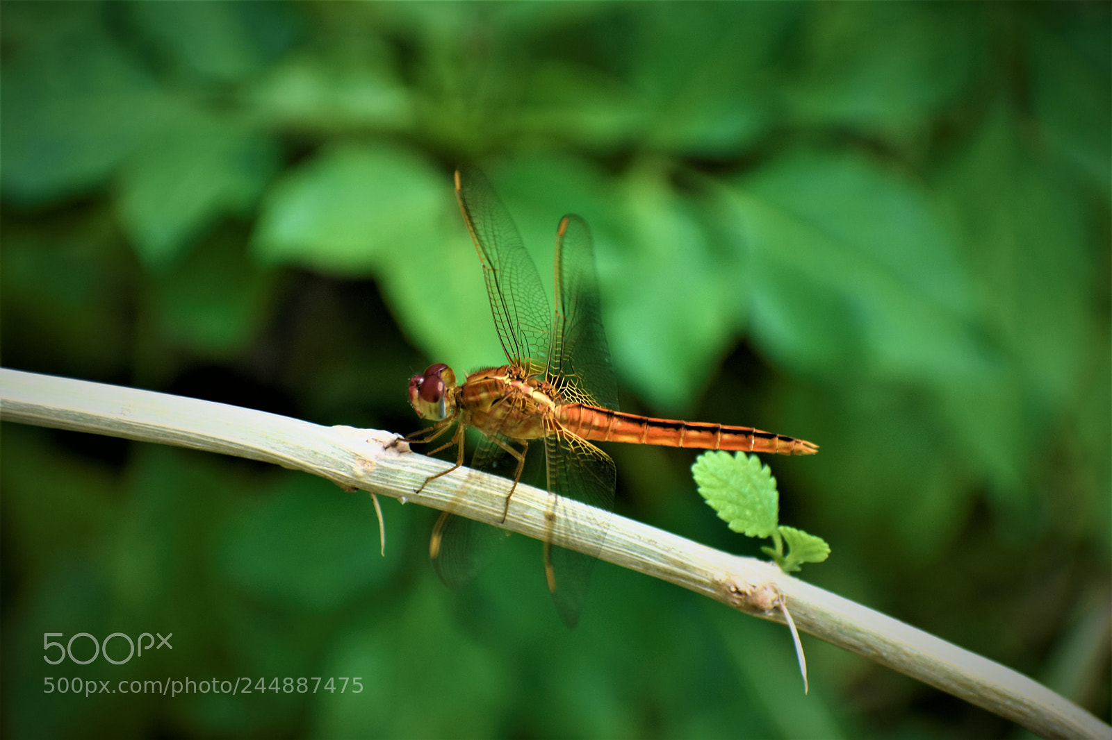 Nikon D3400 sample photo. Dragonfly photography