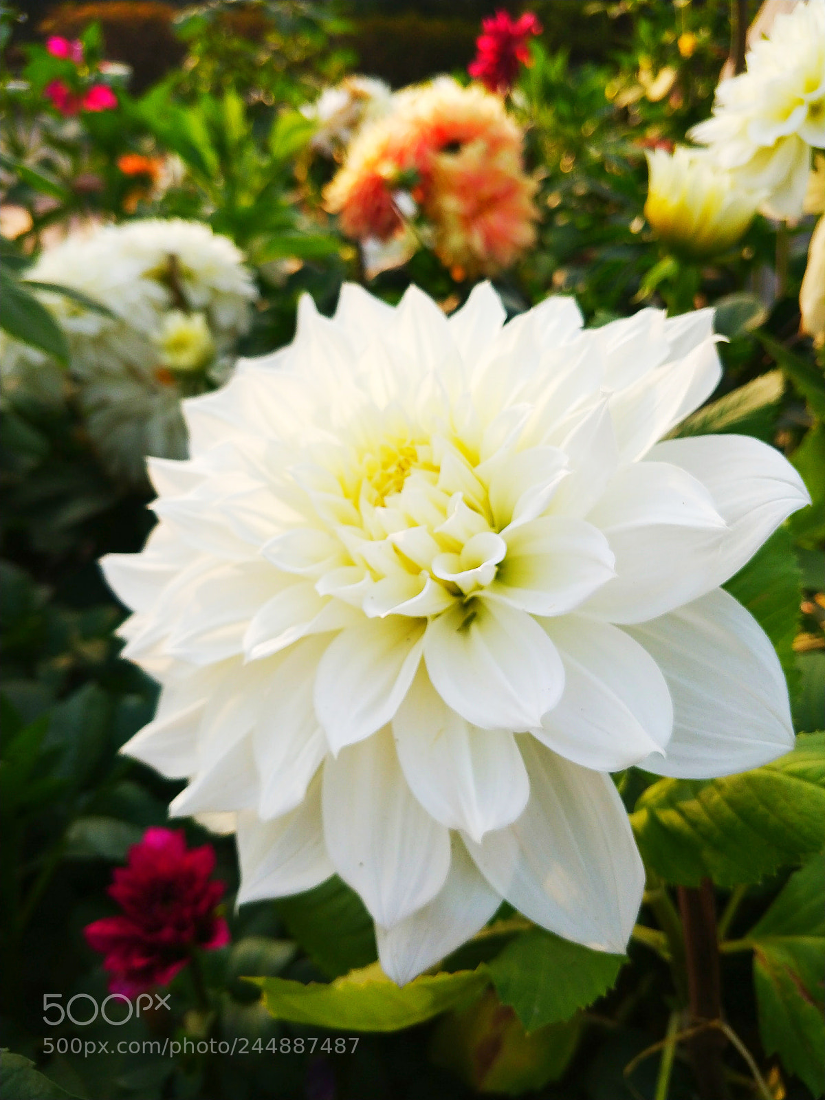 OnePlus 5T sample photo. Beauty photography