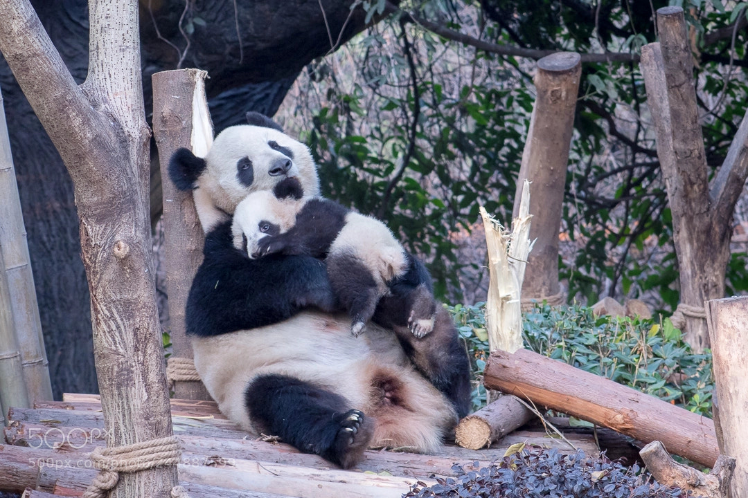 Canon EOS 1300D (EOS Rebel T6 / EOS Kiss X80) sample photo. Panda mom and cub photography