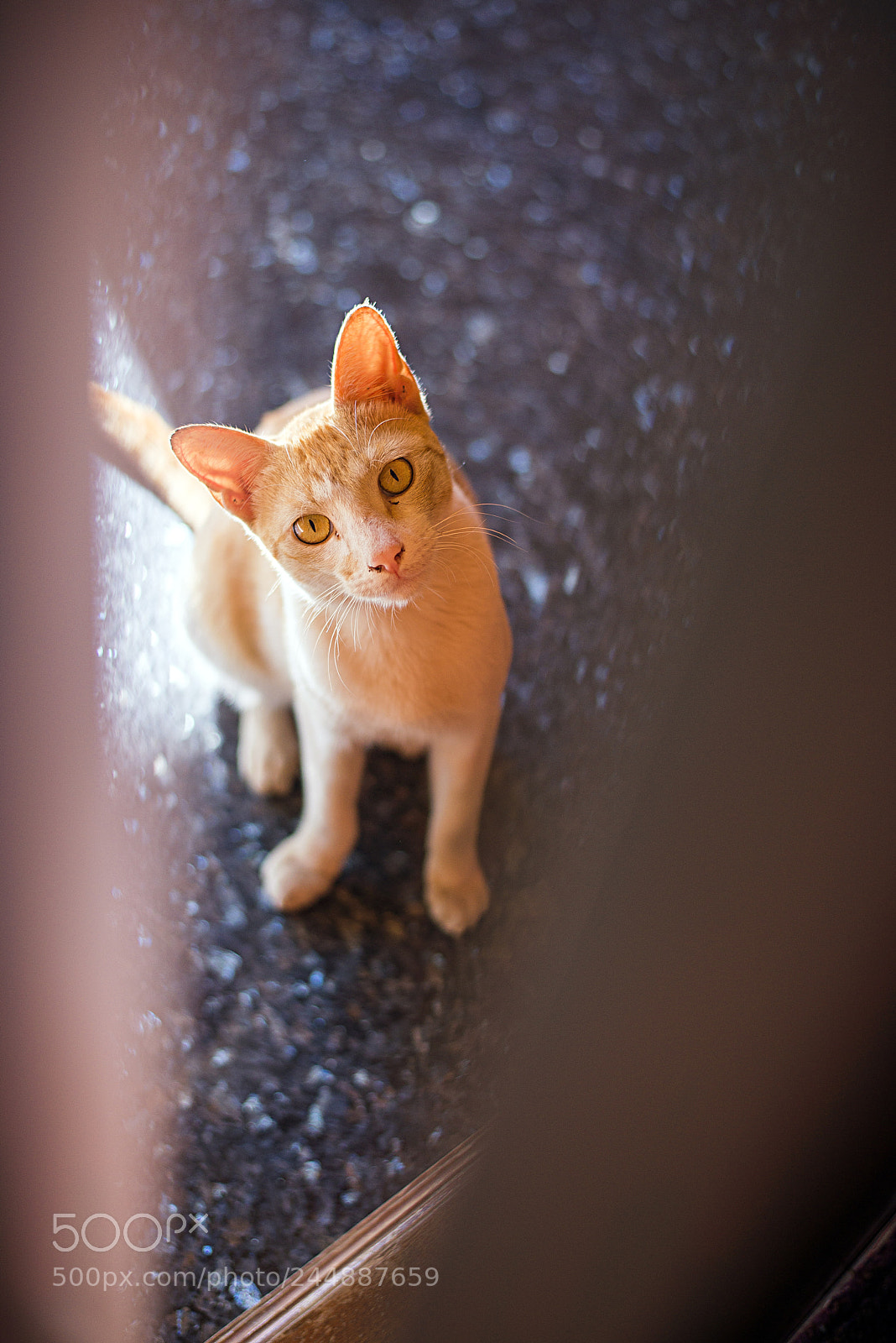 Nikon D800E sample photo. Let me in.. photography