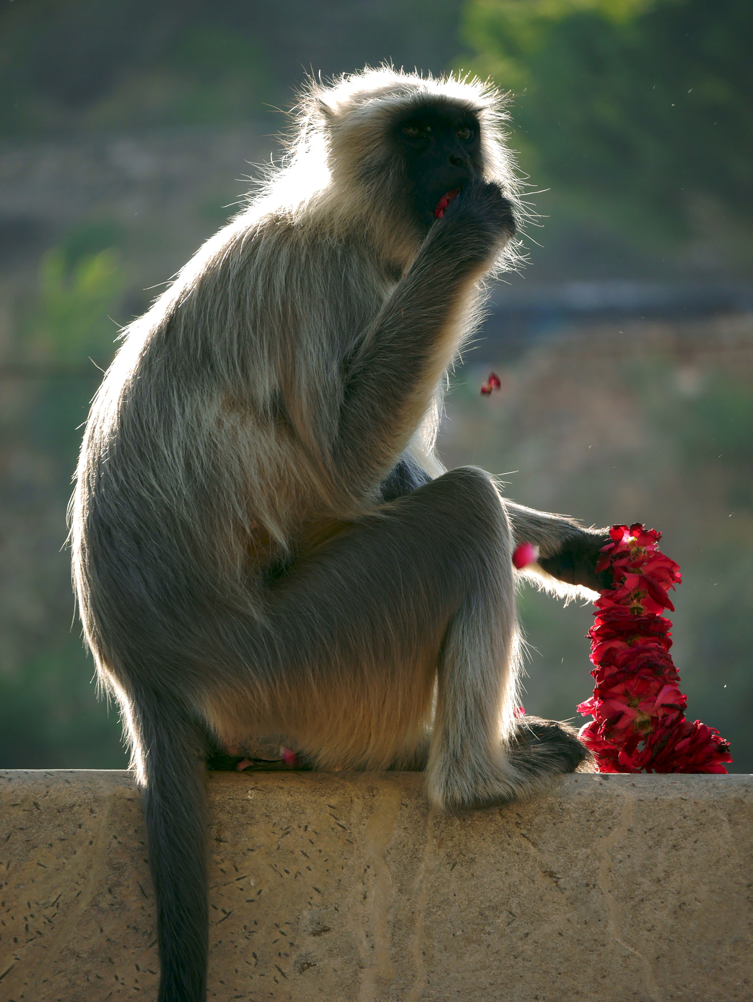 Panasonic Lumix DMC-GF6 sample photo. Gray langur in jaipur photography