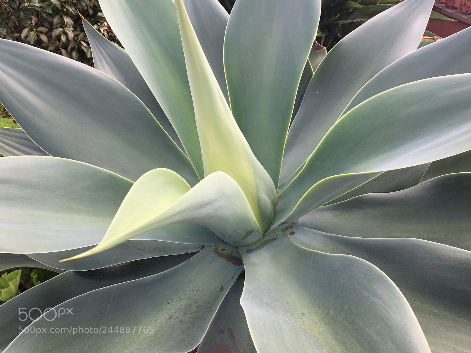 Apple iPhone 6s Plus sample photo. A giant plant photography