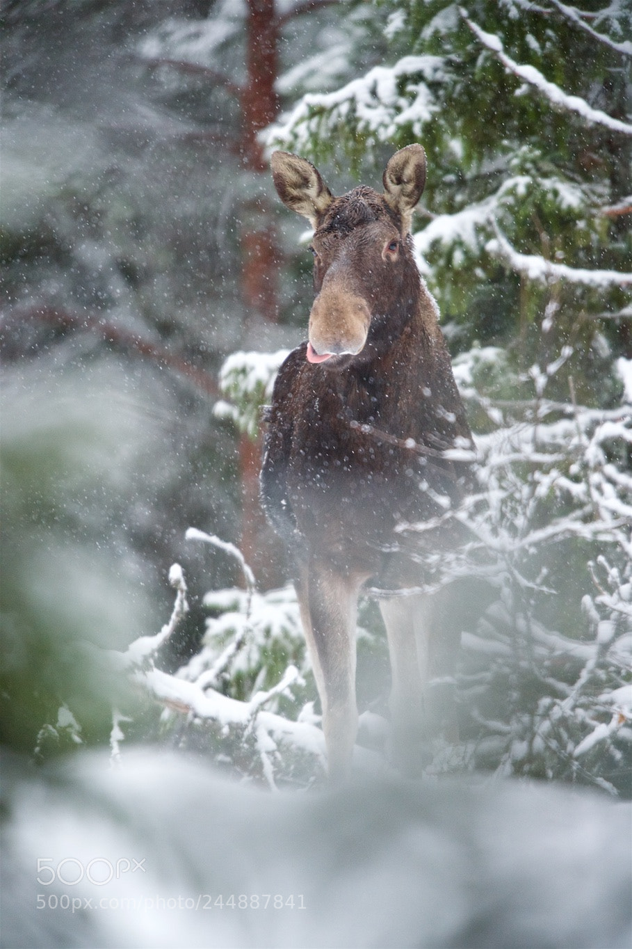 Nikon D810 sample photo. Meeting in snow. photography