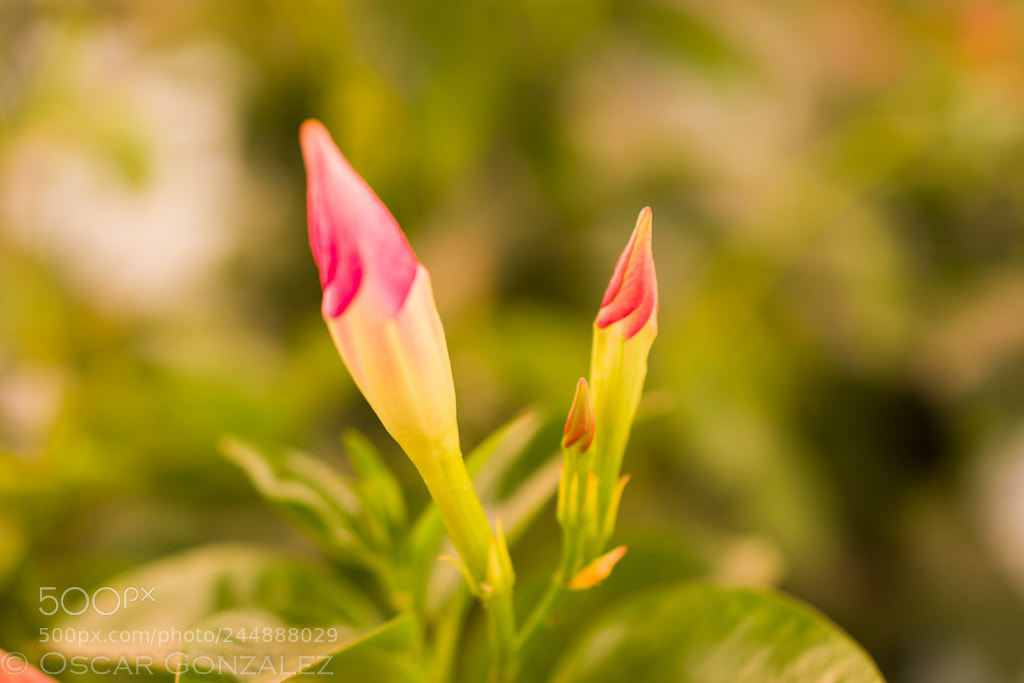 Nikon D3400 sample photo. ¡born to be......! photography
