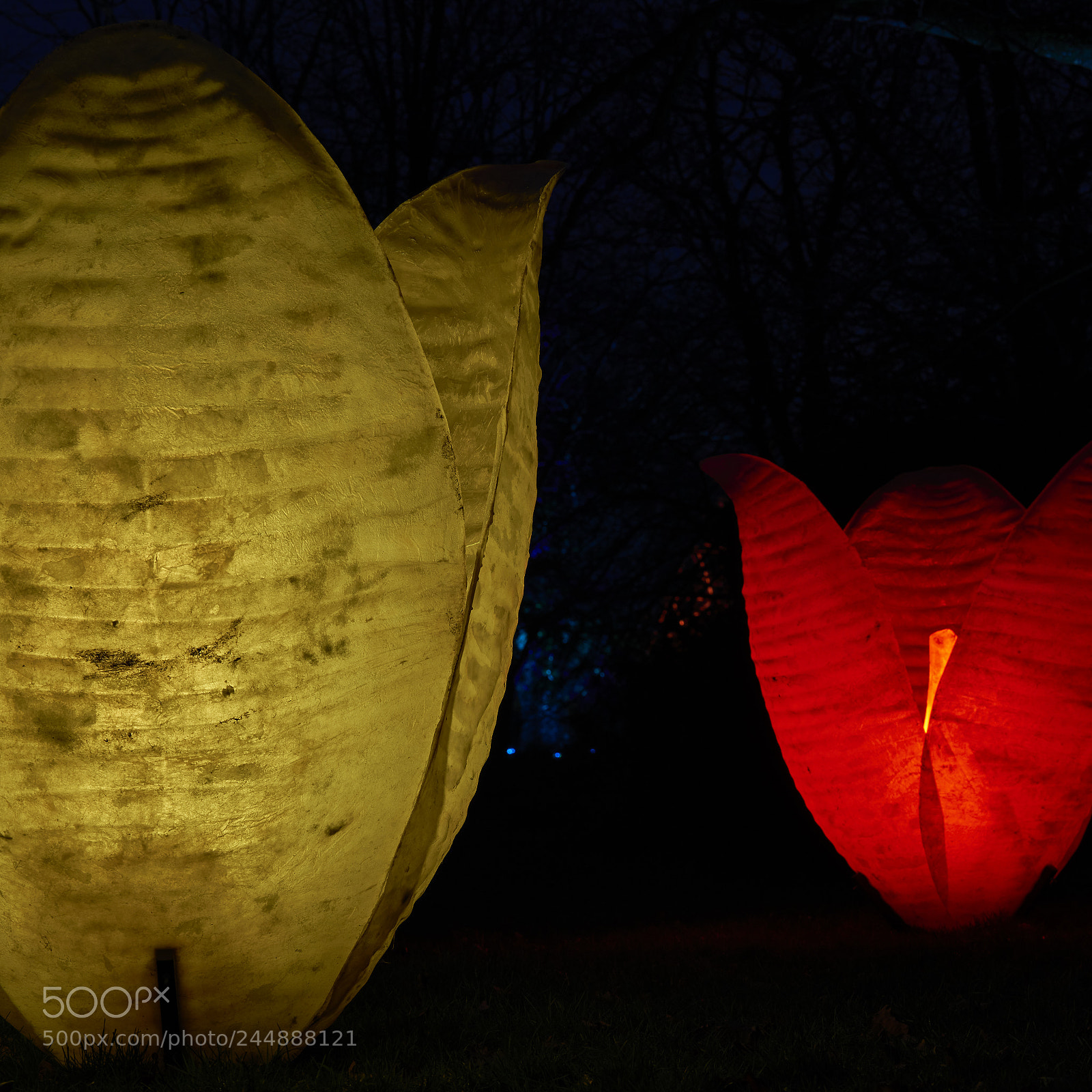 Sony a7R II sample photo. Tulip photography