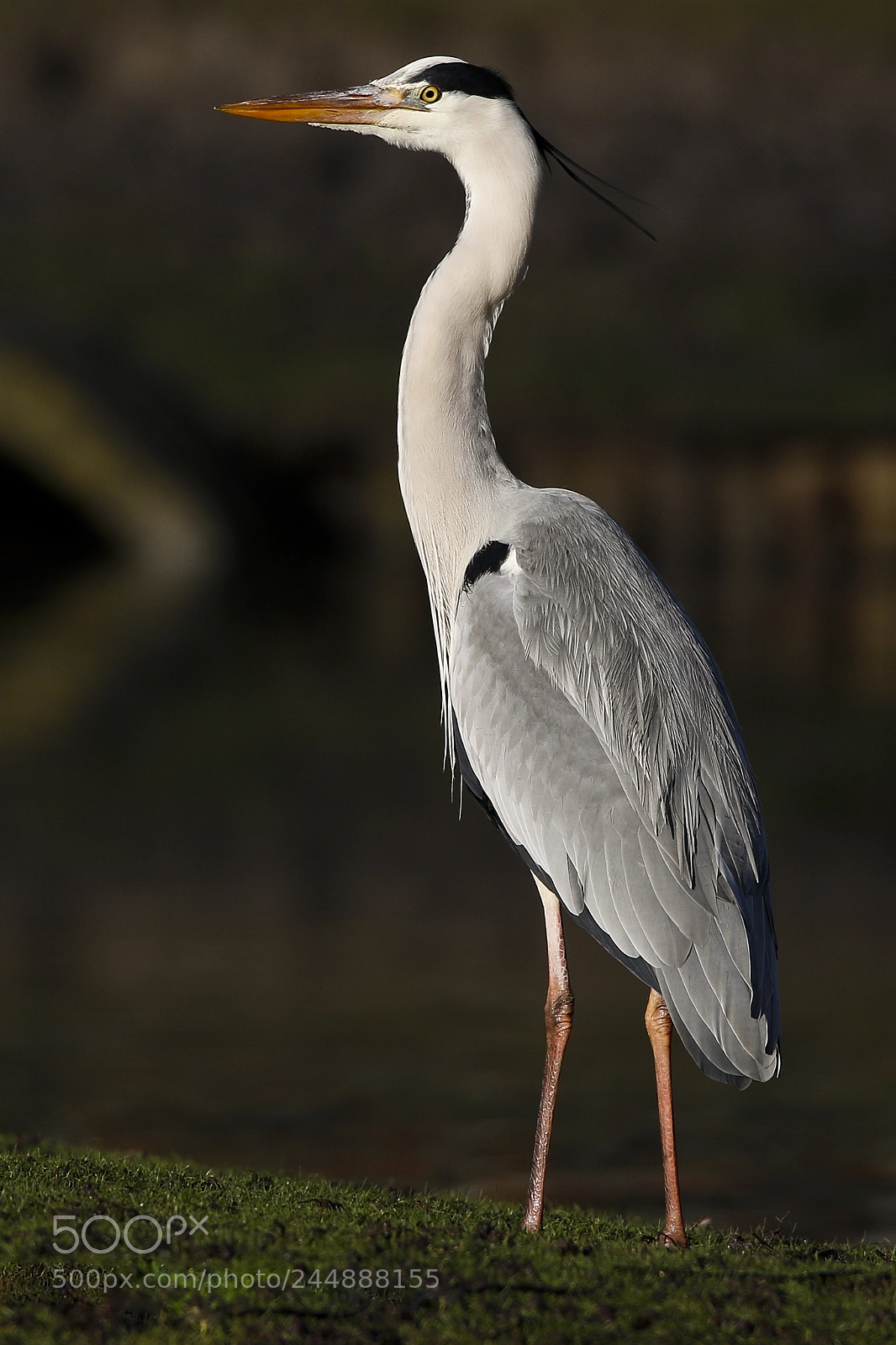 Canon EOS 7D Mark II sample photo. Blue heron photography