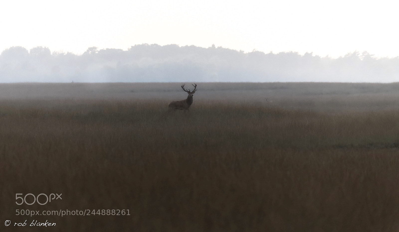 Nikon D850 sample photo. Red deer photography