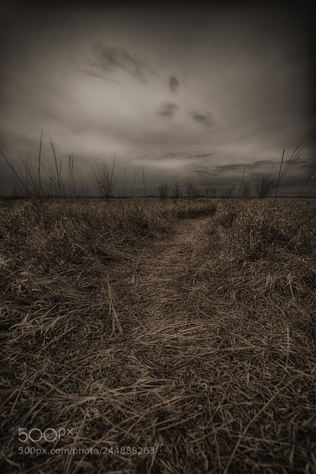 Pentax K-1 sample photo. Paul errington marsh, near photography