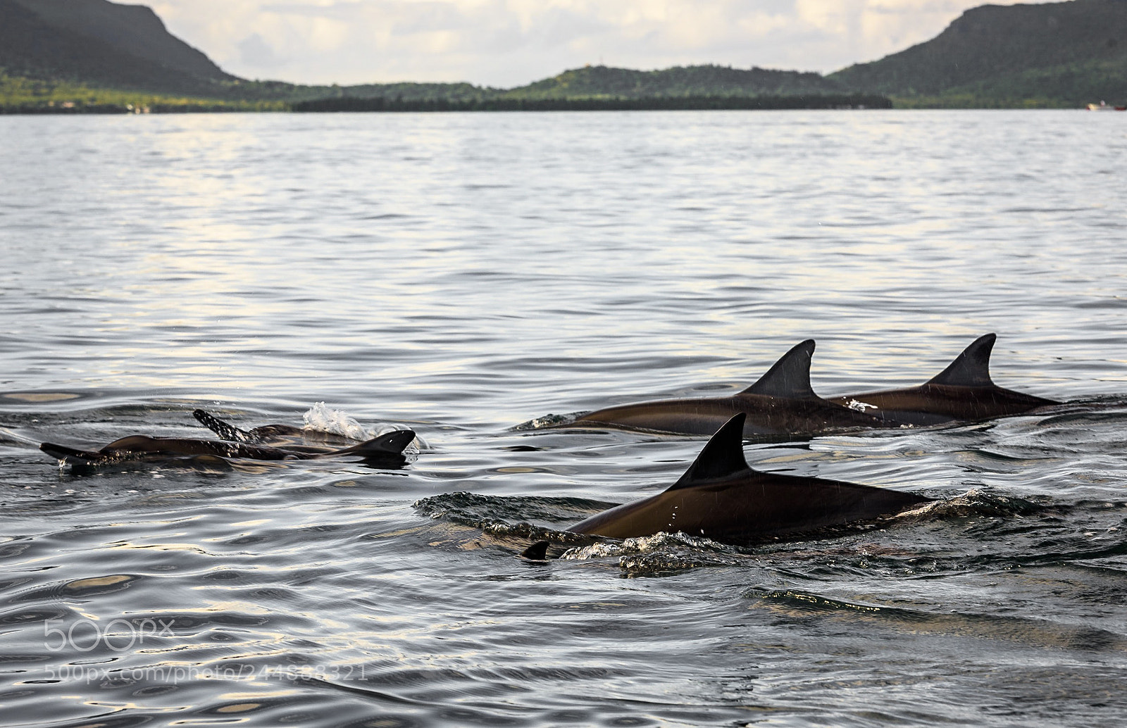 Nikon D810 sample photo. Dolphins at mauritius photography