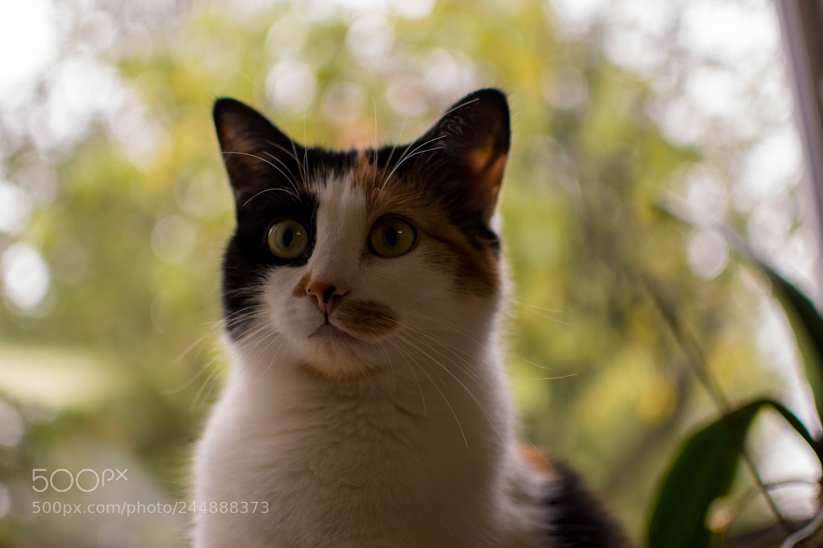 Nikon D7200 sample photo. L2 photography