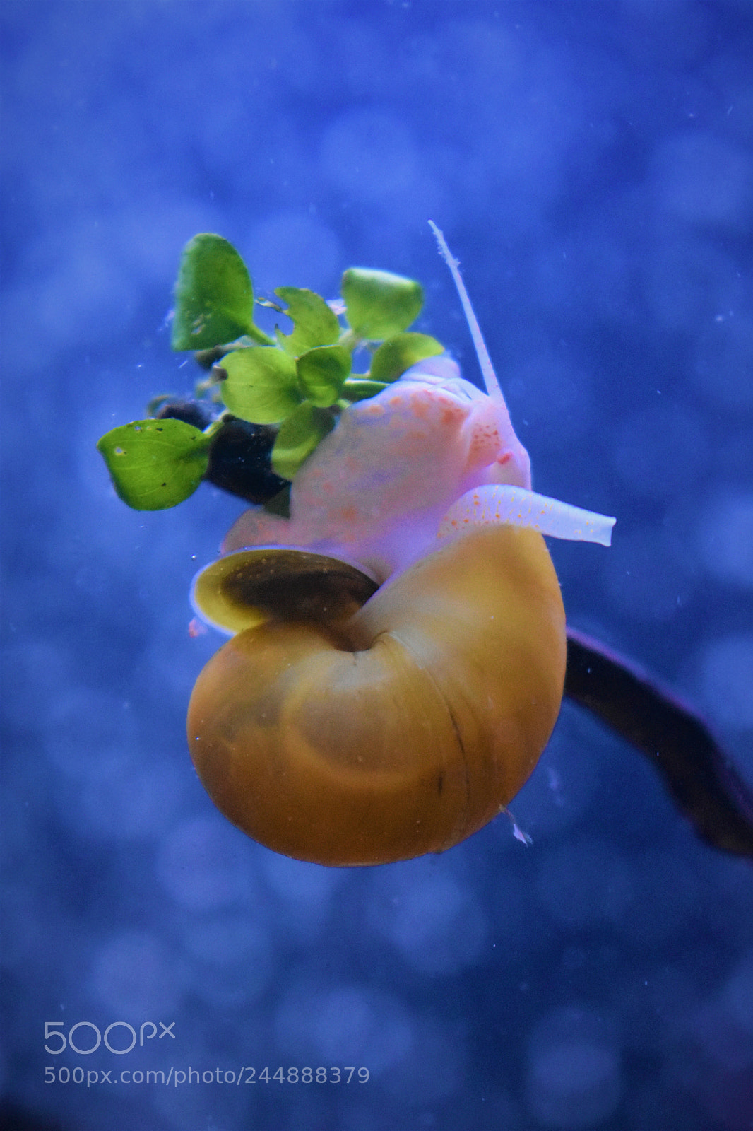 Nikon D3400 sample photo. Snail photography
