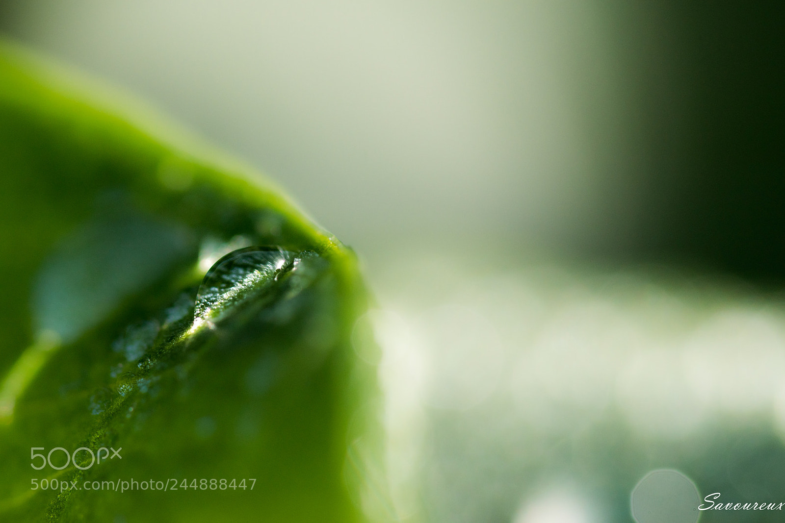 Nikon D5500 sample photo. *** photography