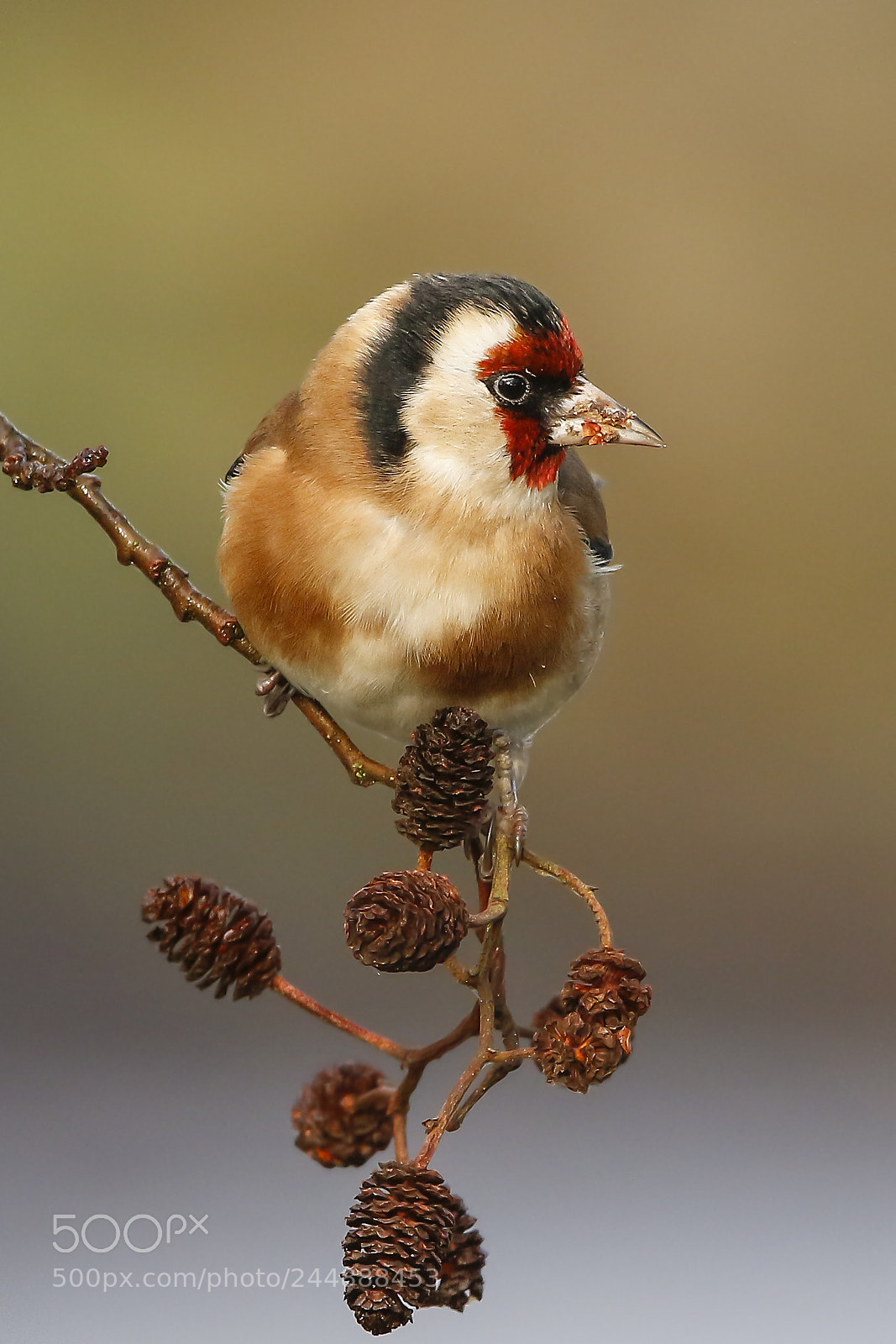 Canon EOS 7D Mark II sample photo. Goldfinch photography