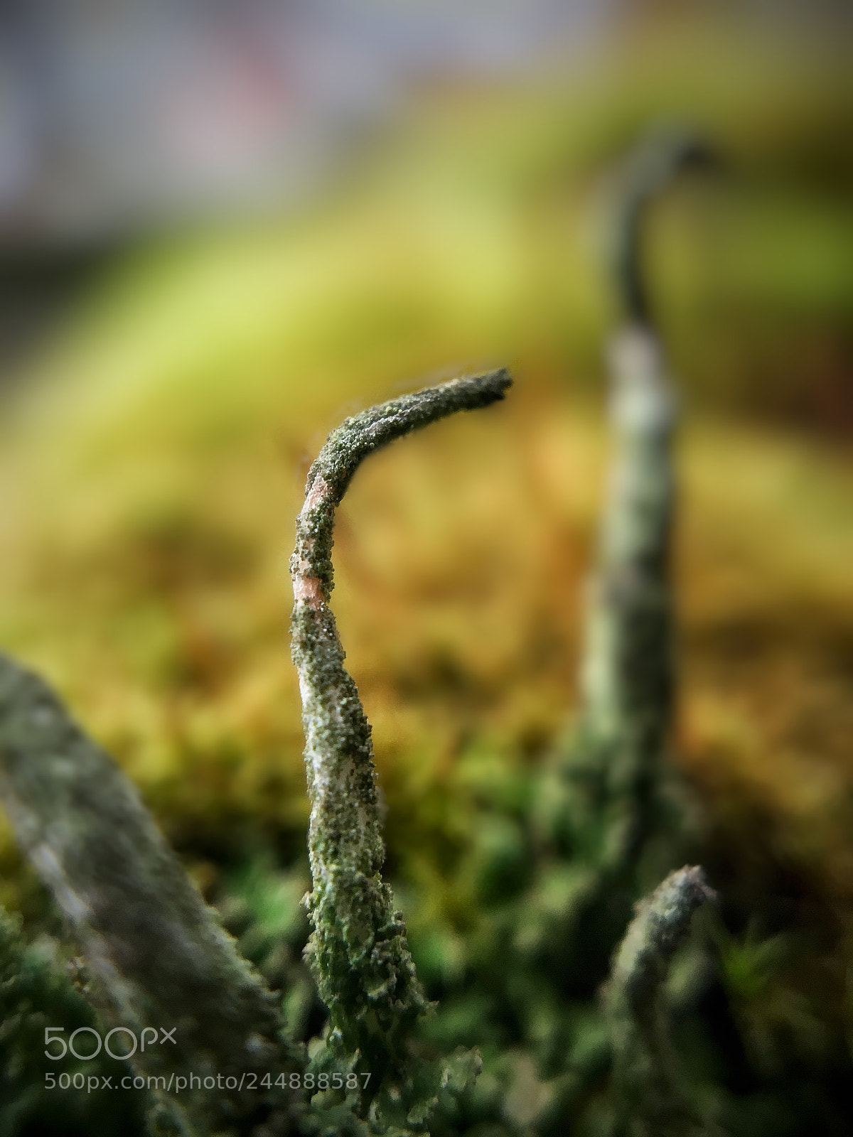 Apple iPhone 6s sample photo. Just a moss... photography