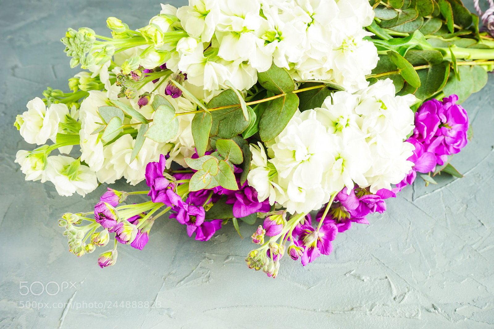 Sony a7 sample photo. Beautiful snapdragon flowers in photography