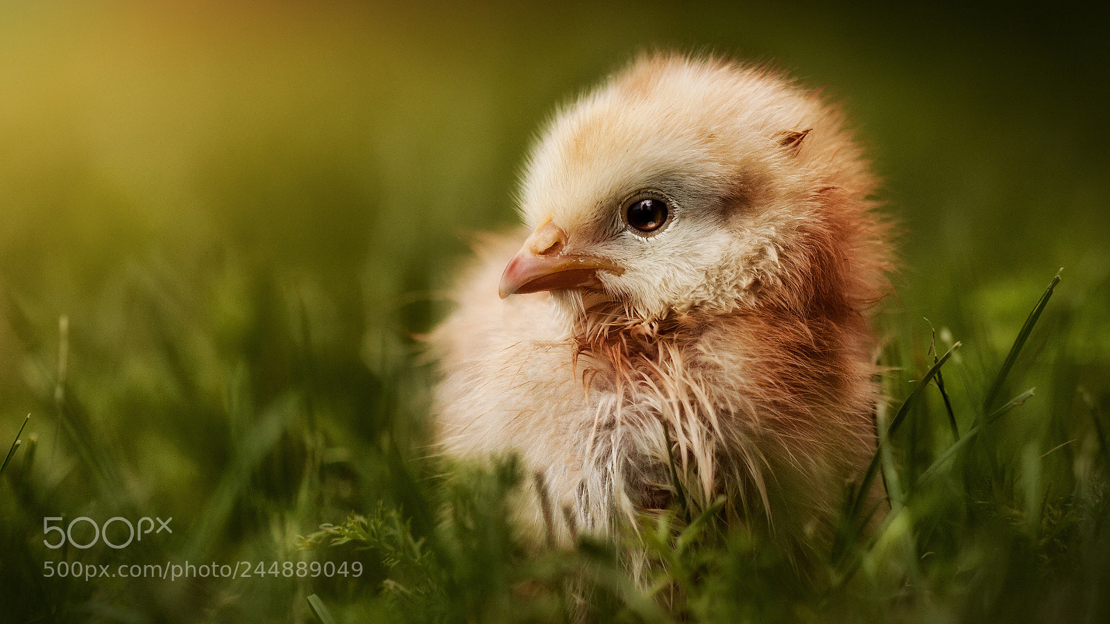 Canon EOS 50D sample photo. Chiken photography