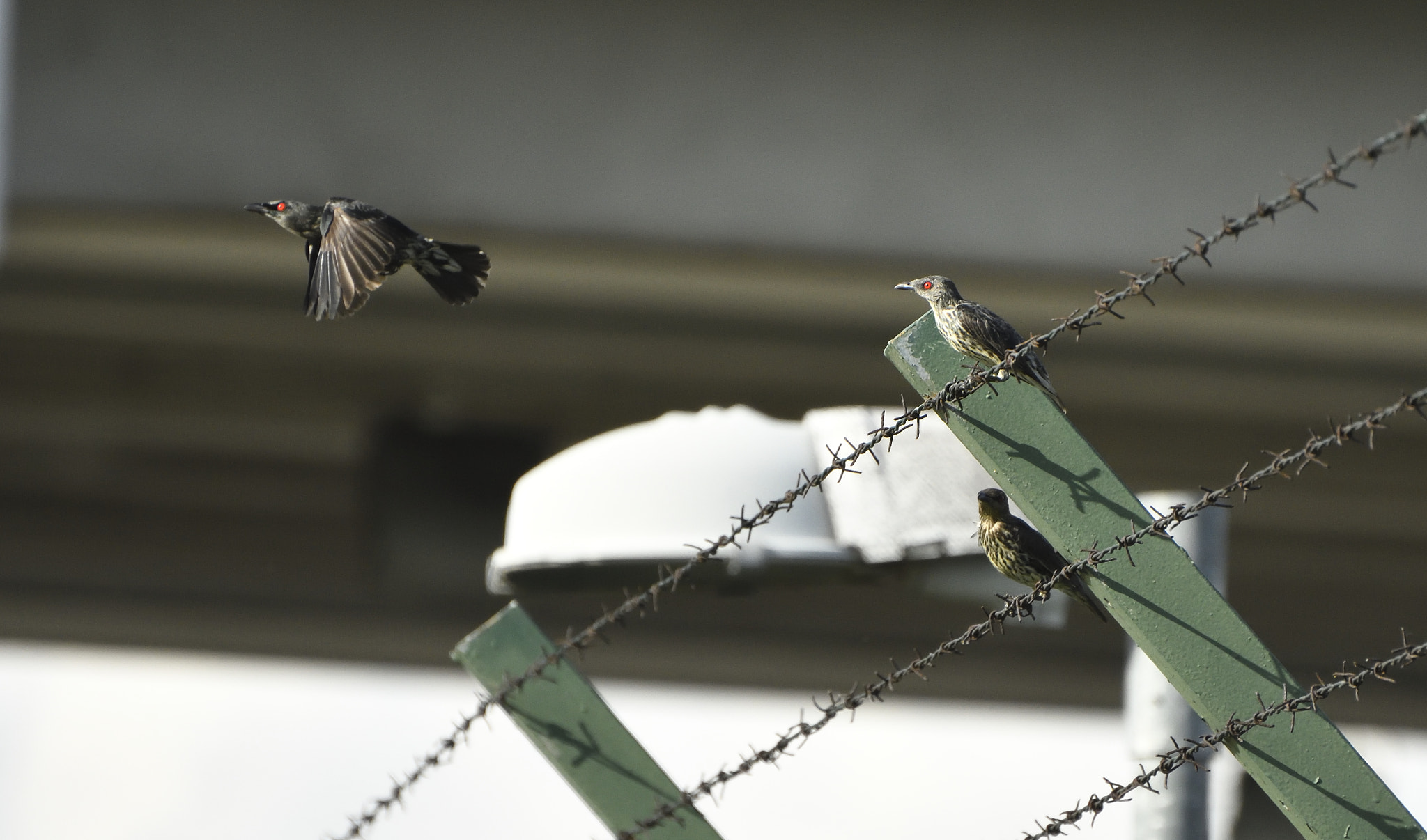 Nikon D500 sample photo. Bye photography