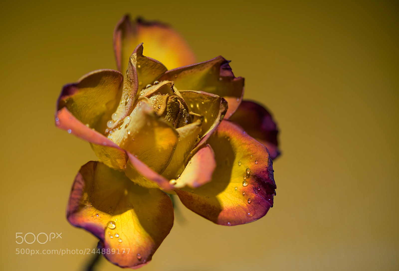 Nikon D810 sample photo. Rumba rose photography