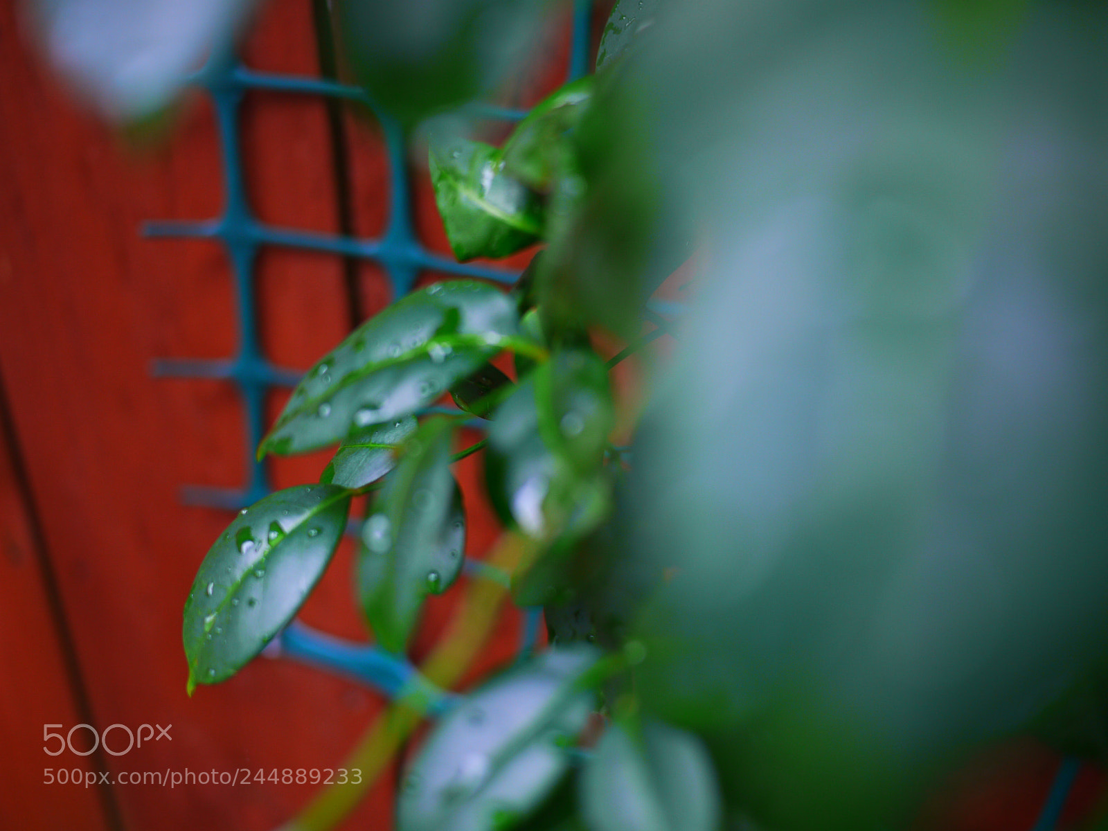 Panasonic Lumix DMC-GF1 sample photo. Leaves photography