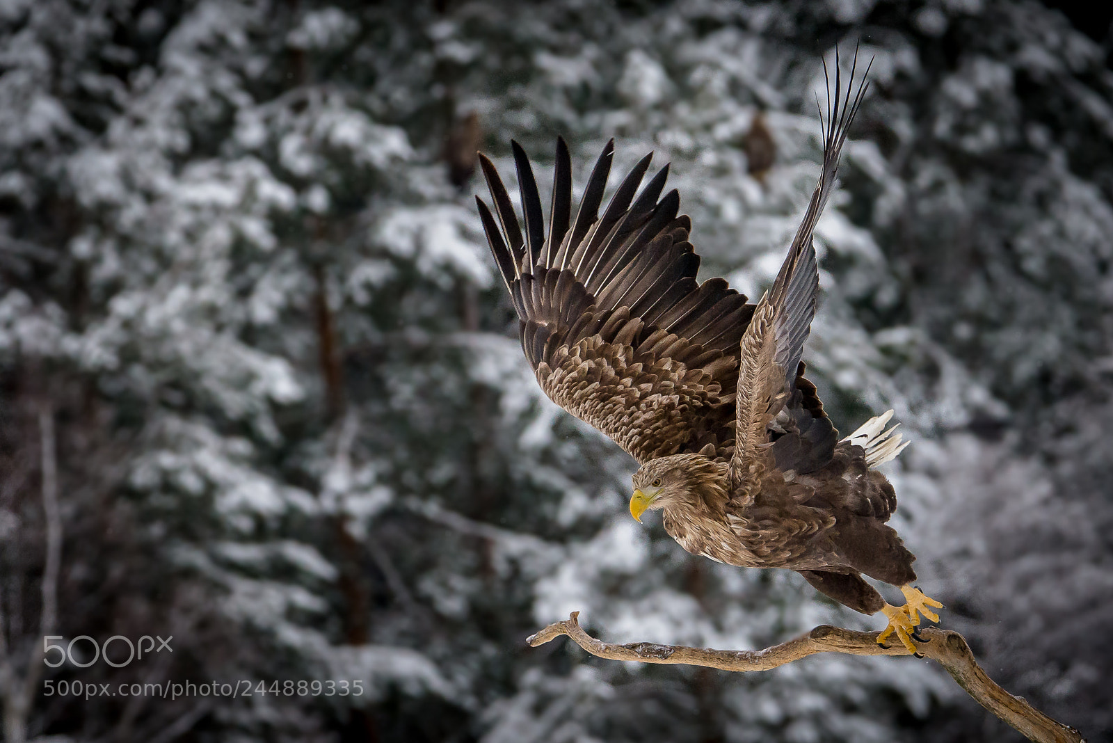 Nikon D610 sample photo. White-tailed eagle photography