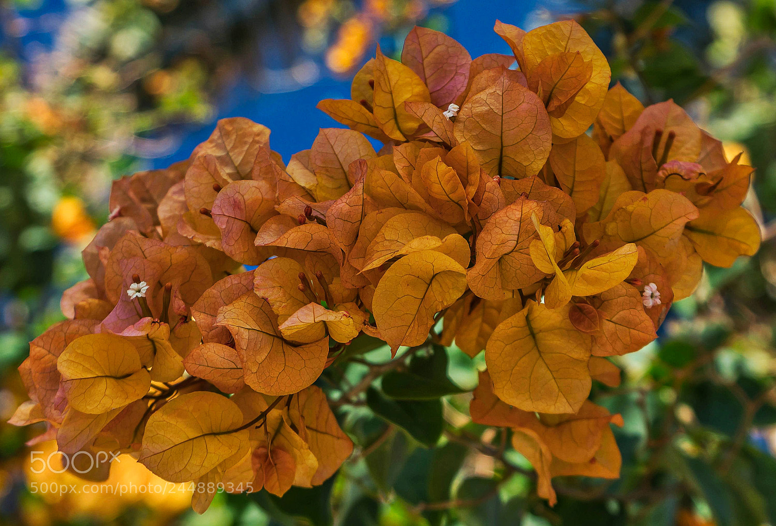 Sony a6300 sample photo. Bougainvillea photography