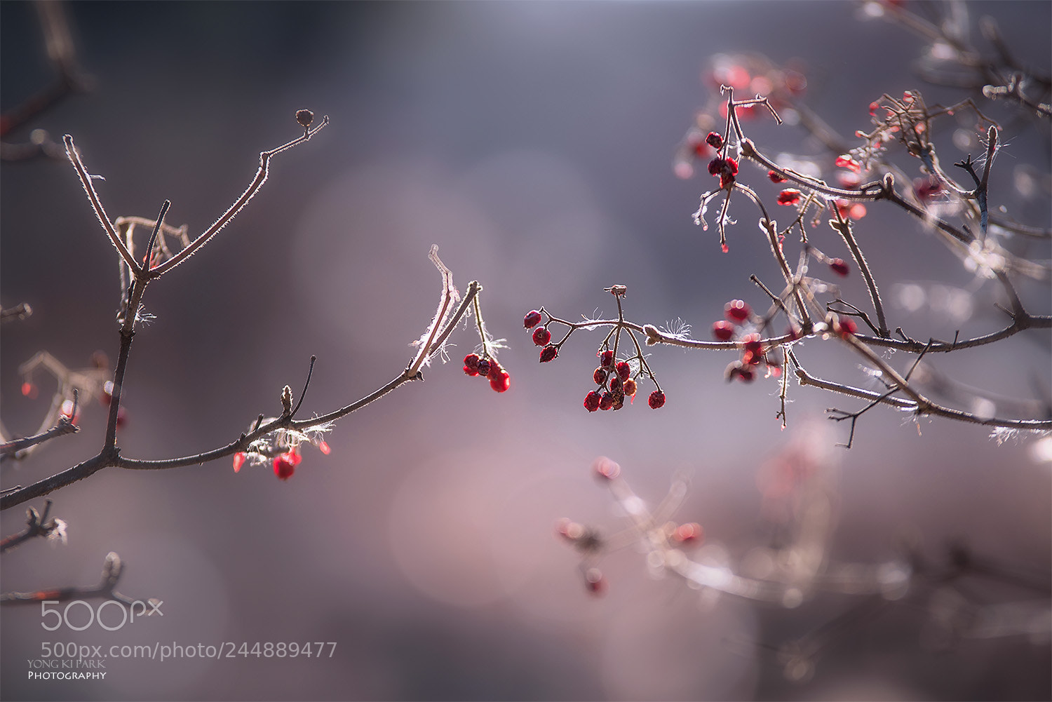 Pentax K-1 sample photo. The forest of february-1 photography