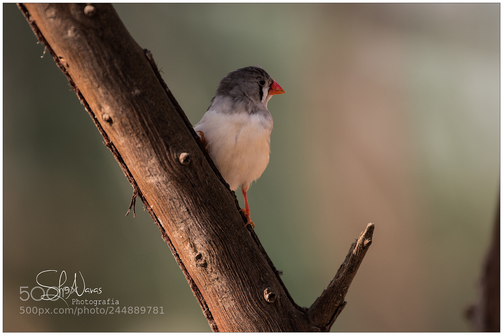 Nikon D810 sample photo. Zebra finch photography