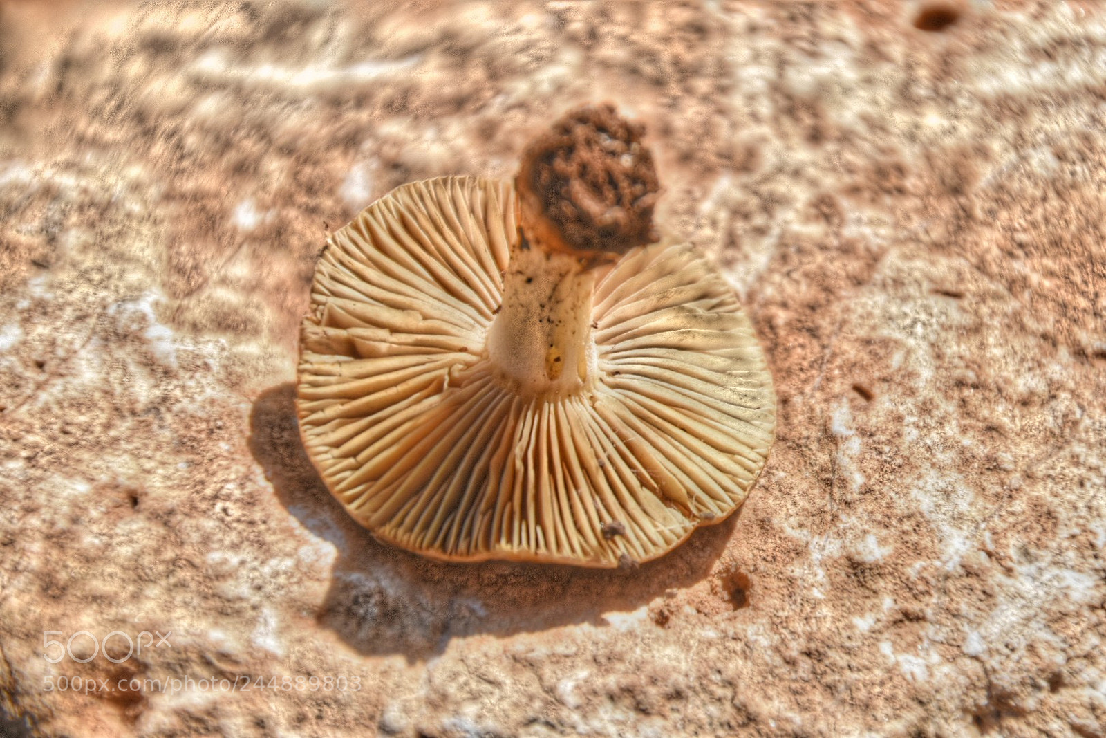 Nikon D5500 sample photo. Untitled photography