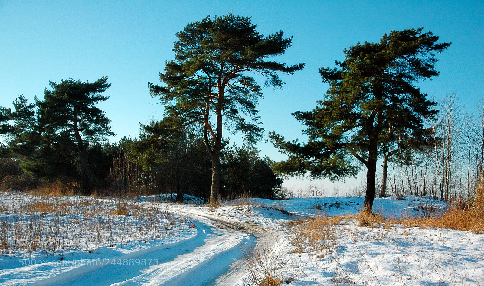 Nikon D70 sample photo. Frosty sunny day on photography