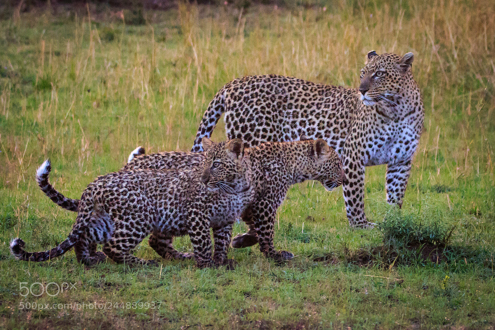 Canon EOS 7D Mark II sample photo. Tanzania - serengeti photography