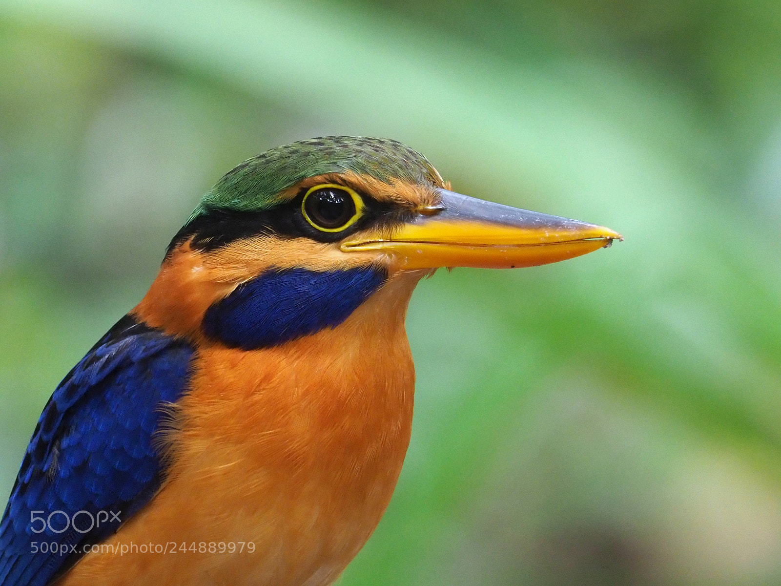 Olympus OM-D E-M1 Mark II sample photo. Rufous-collared kingfisher photography